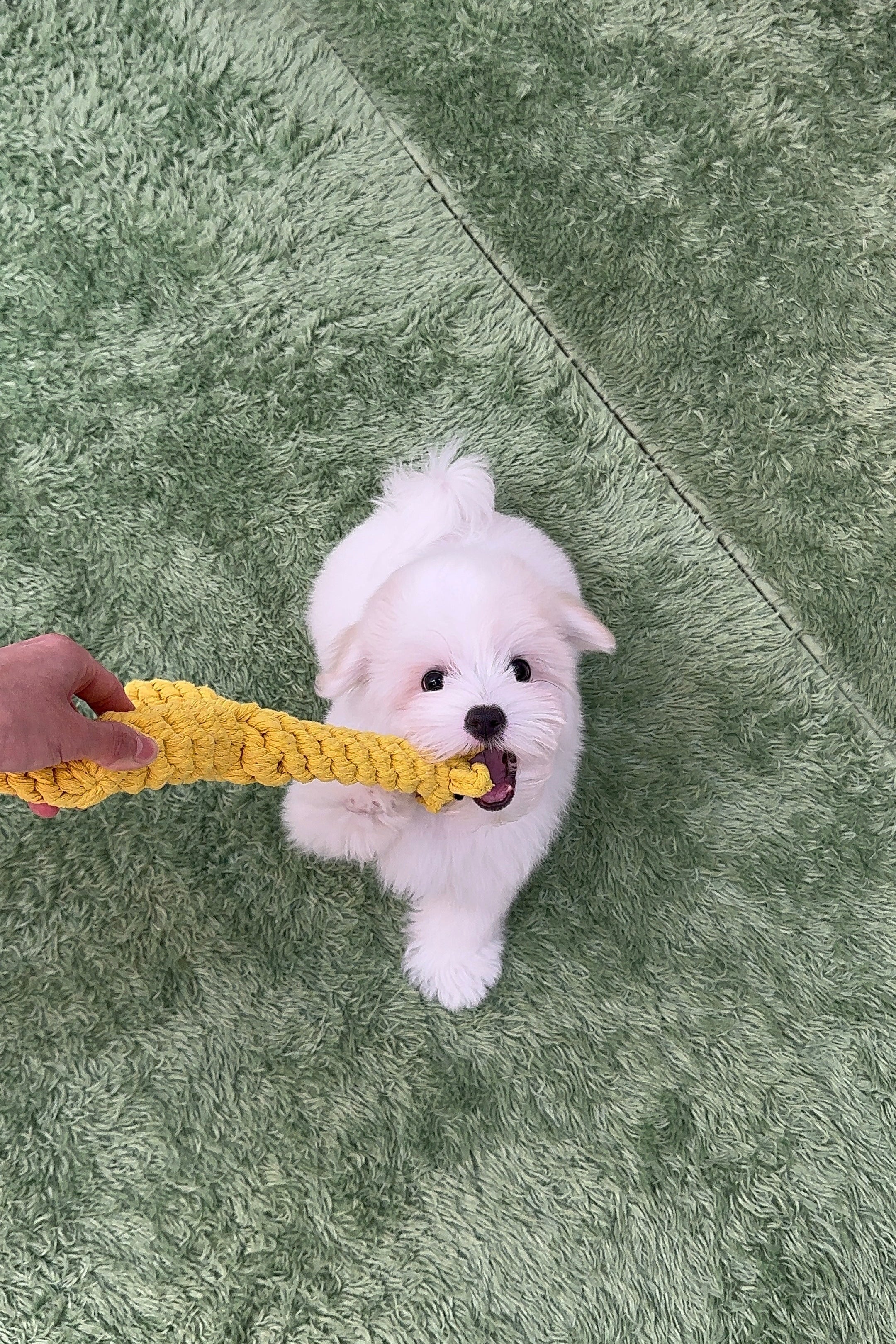 EUNHA - FEMALE (COTON DE TULEAR)