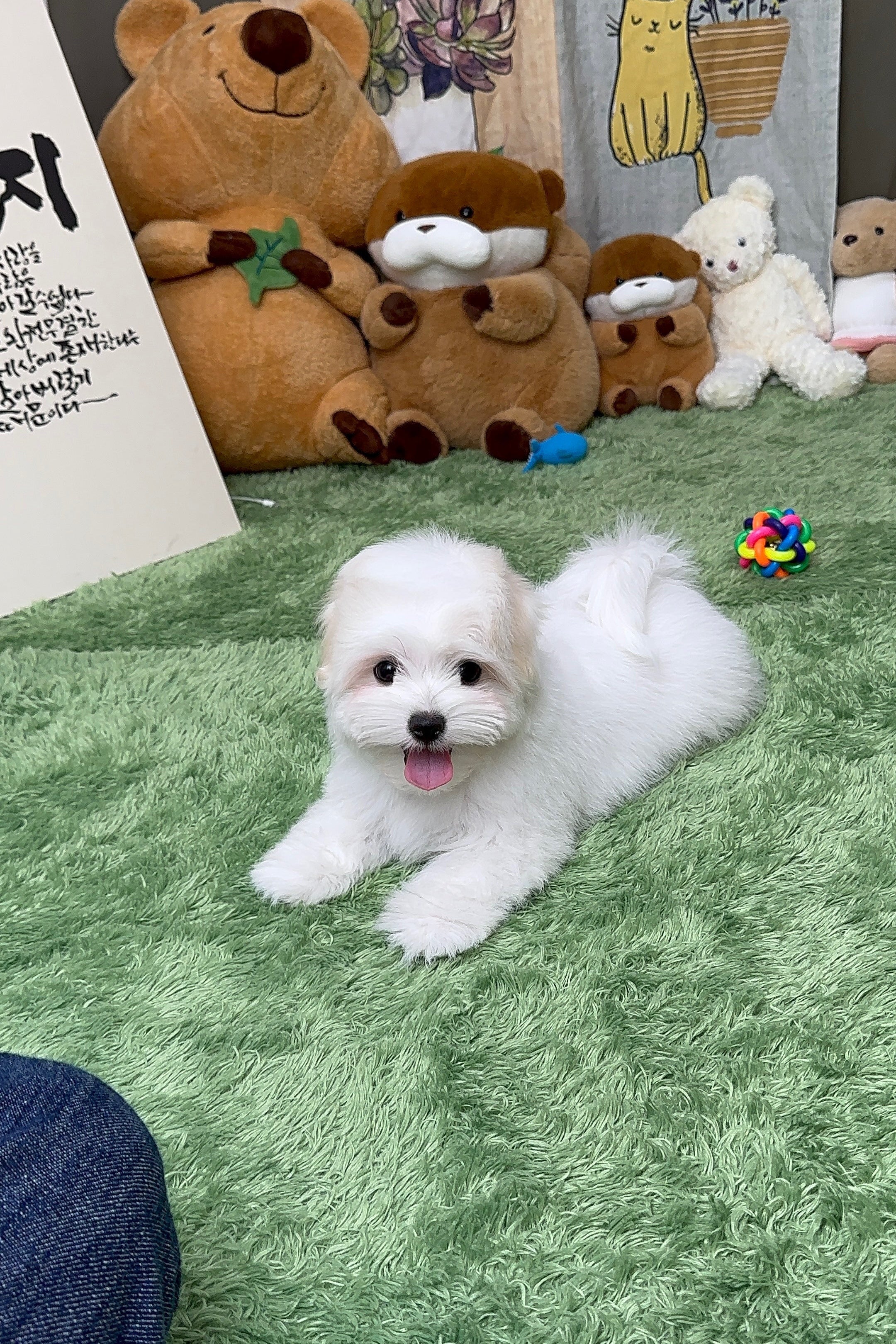 EUNHA - FEMALE (COTON DE TULEAR)
