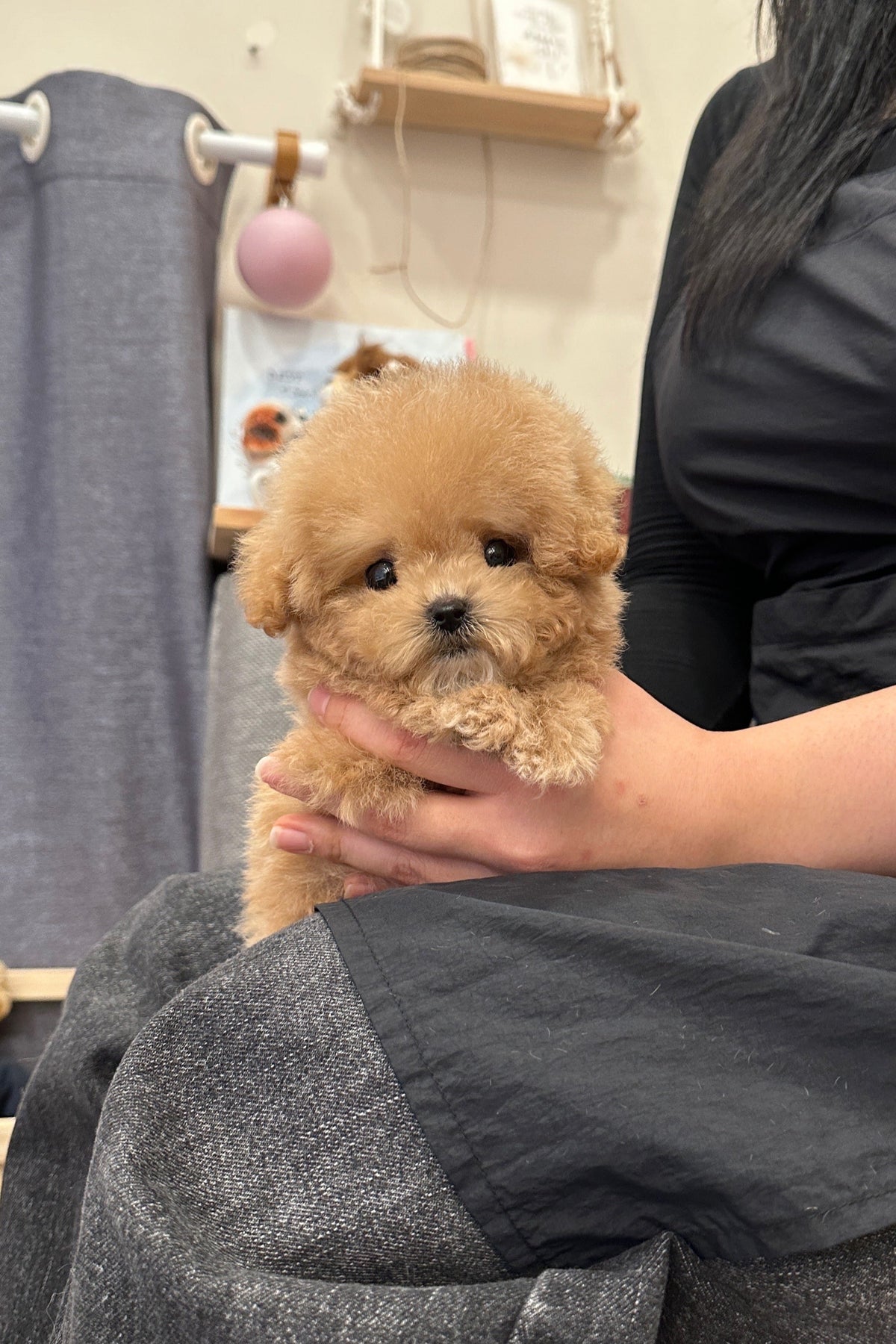 FOXY - MALE (TINY POODLE) – Kim's Pups