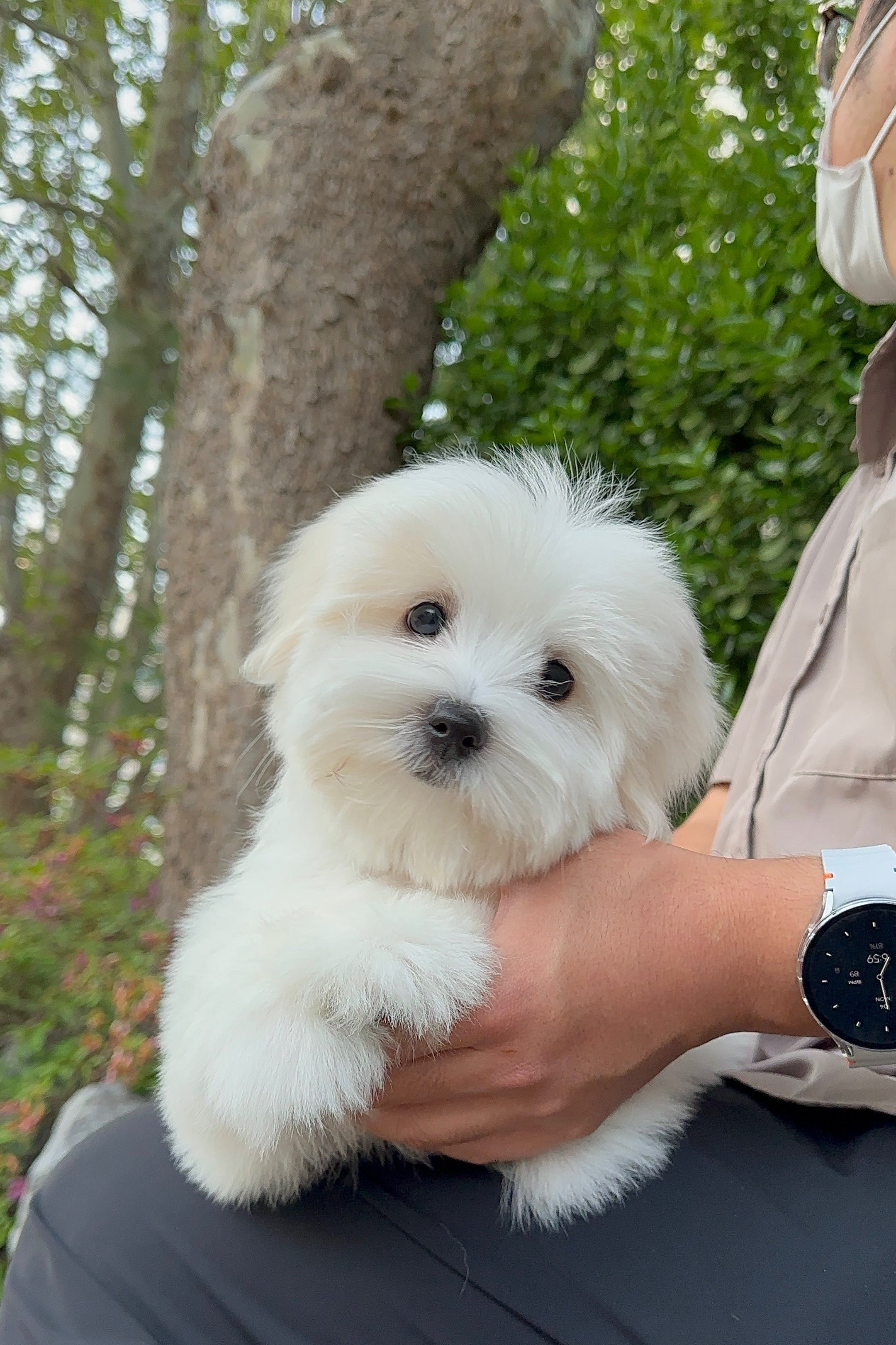 BADA - FEMALE (COTON DE TULEAR)