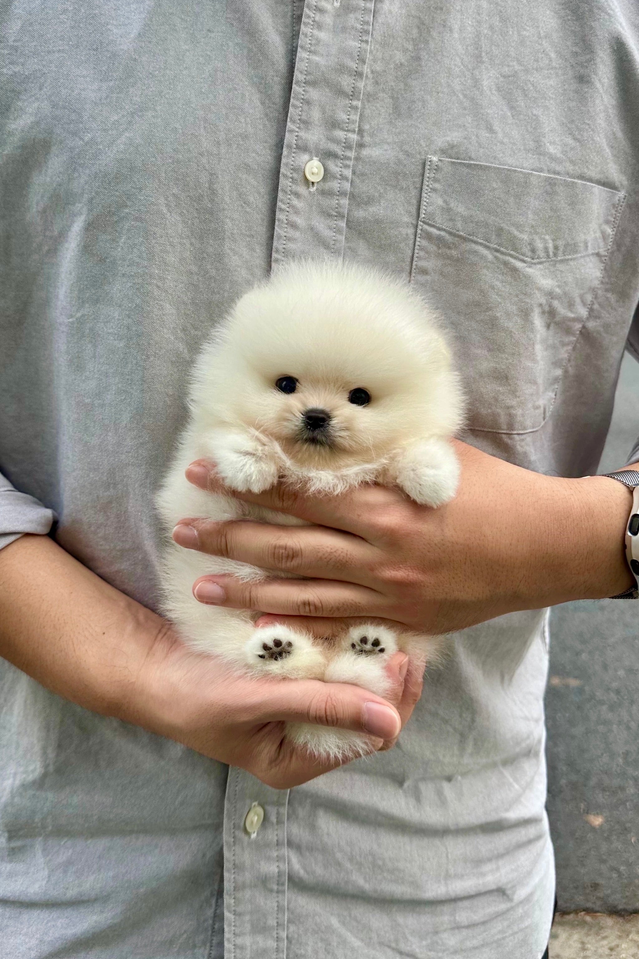 OLAF - MALE (POMERANIAN)