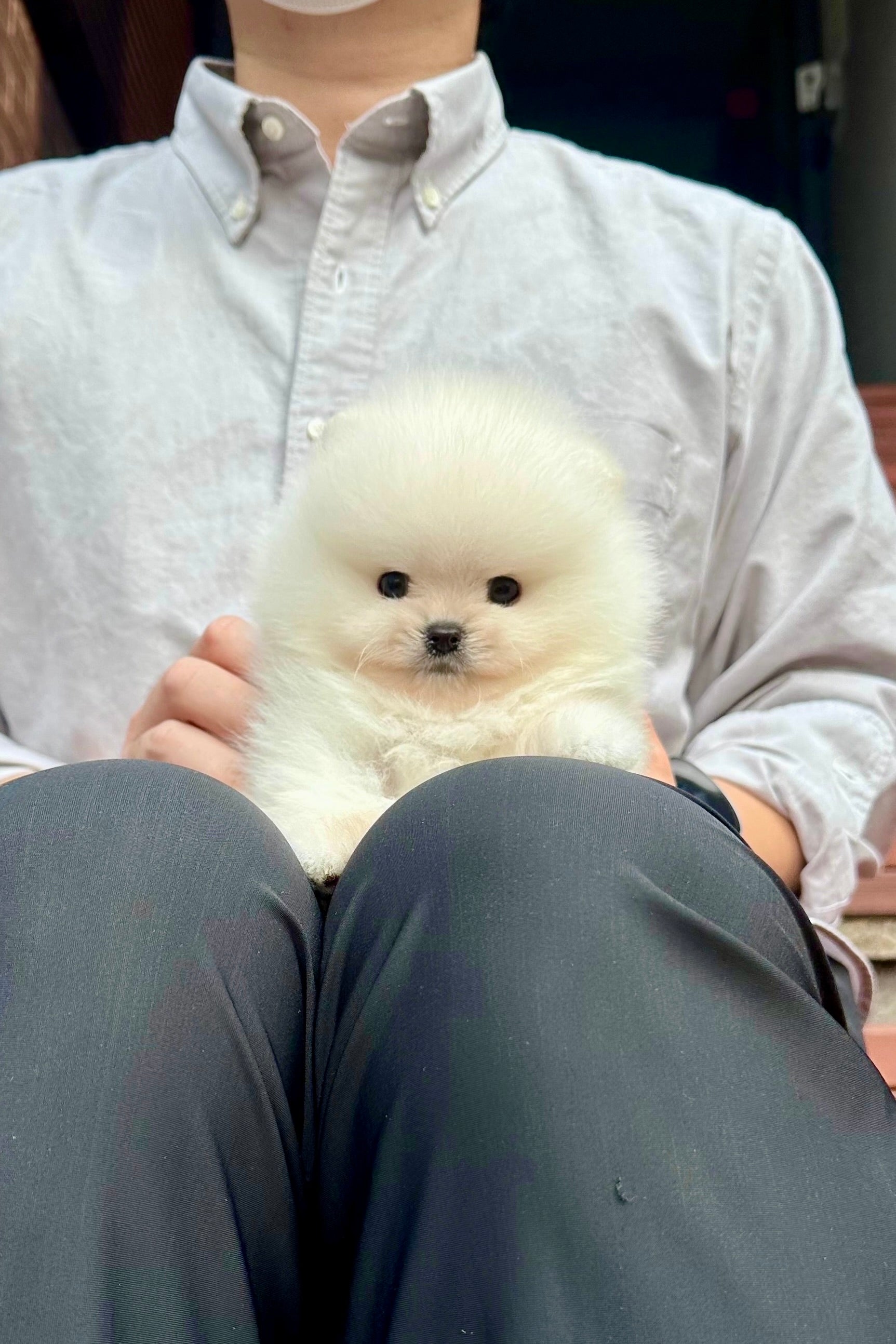 OLAF - MALE (POMERANIAN)