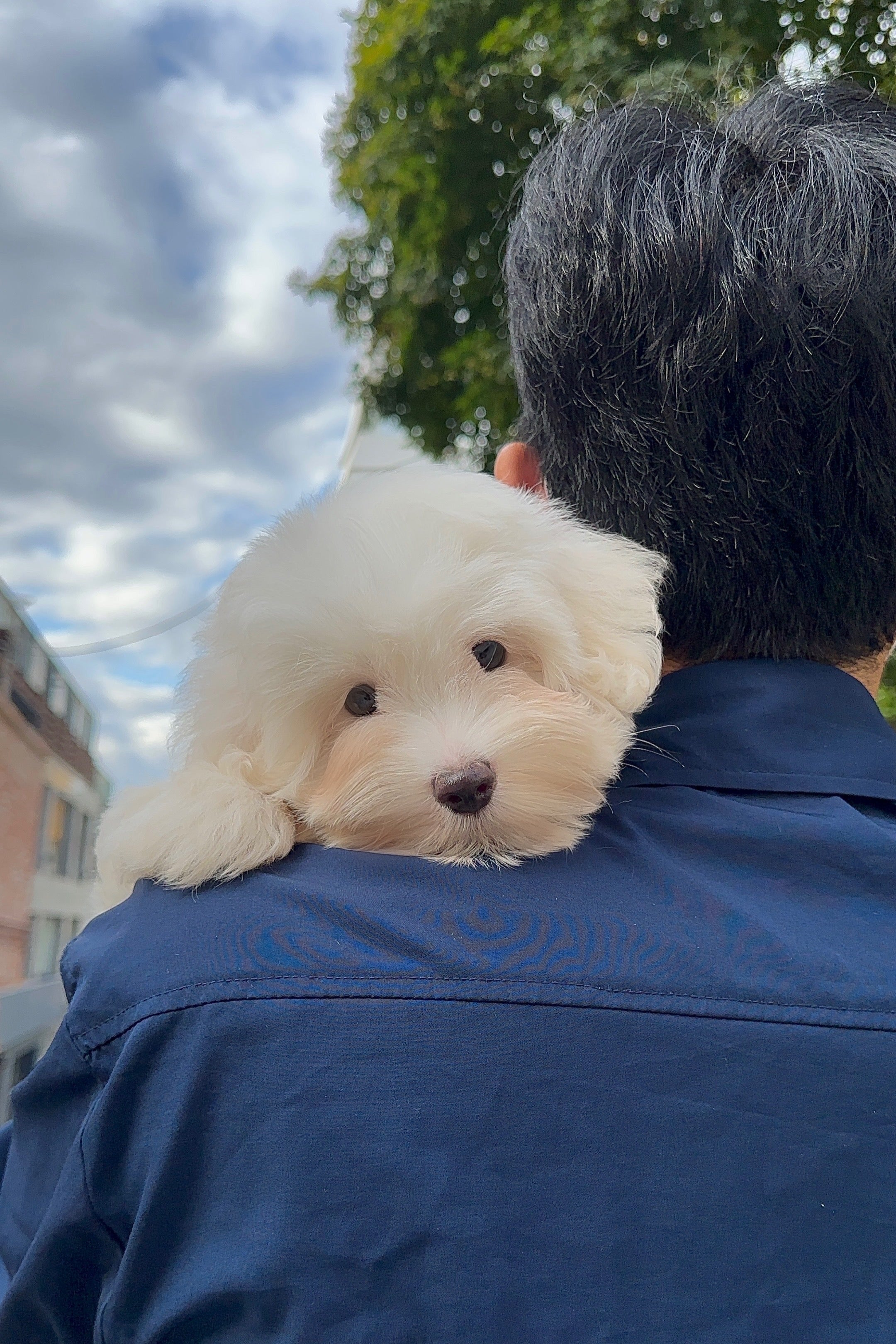 ANNA  - FEMALE (COTON DE TULEAR)
