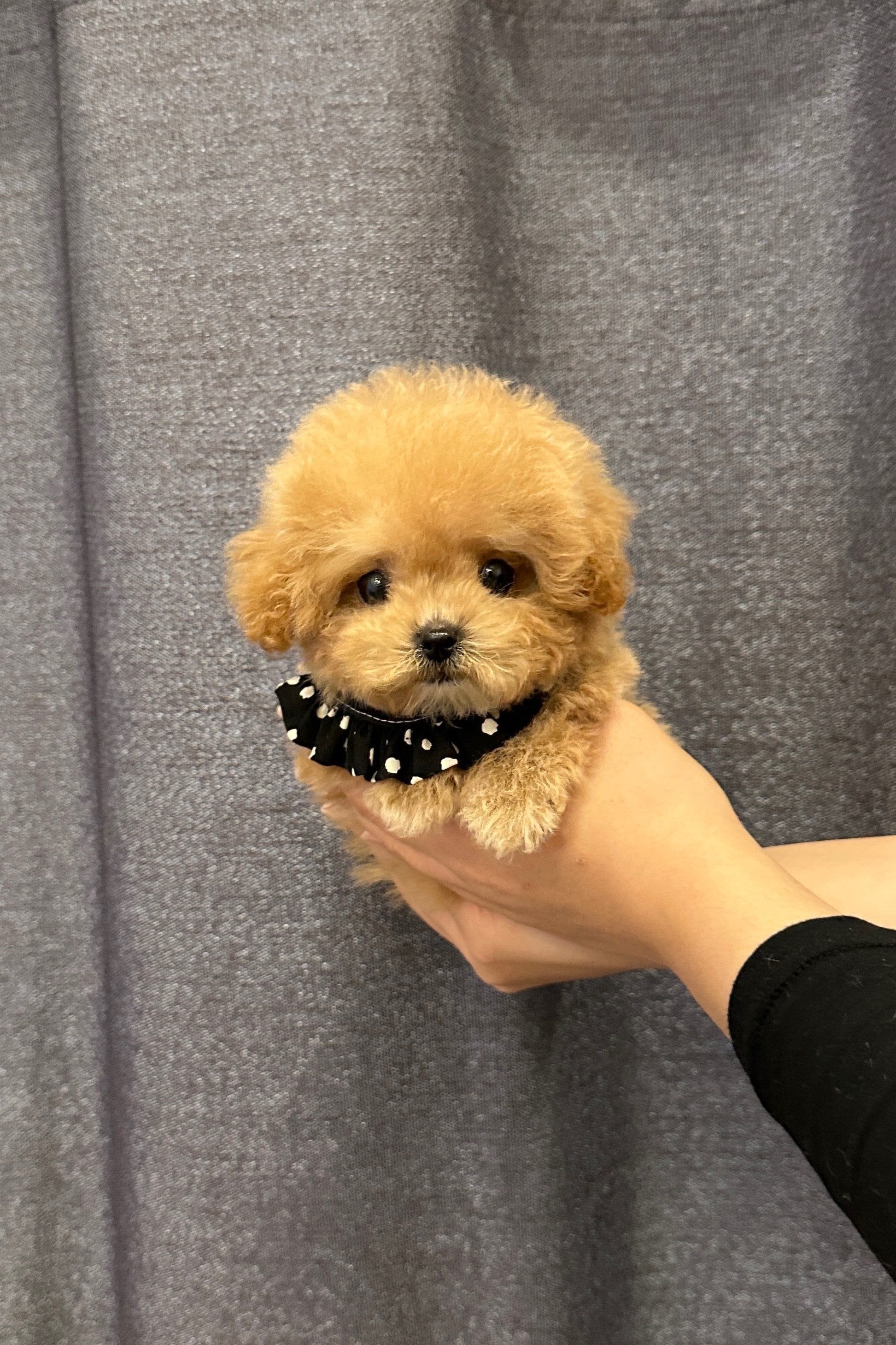 FOXY - MALE (TINY POODLE)