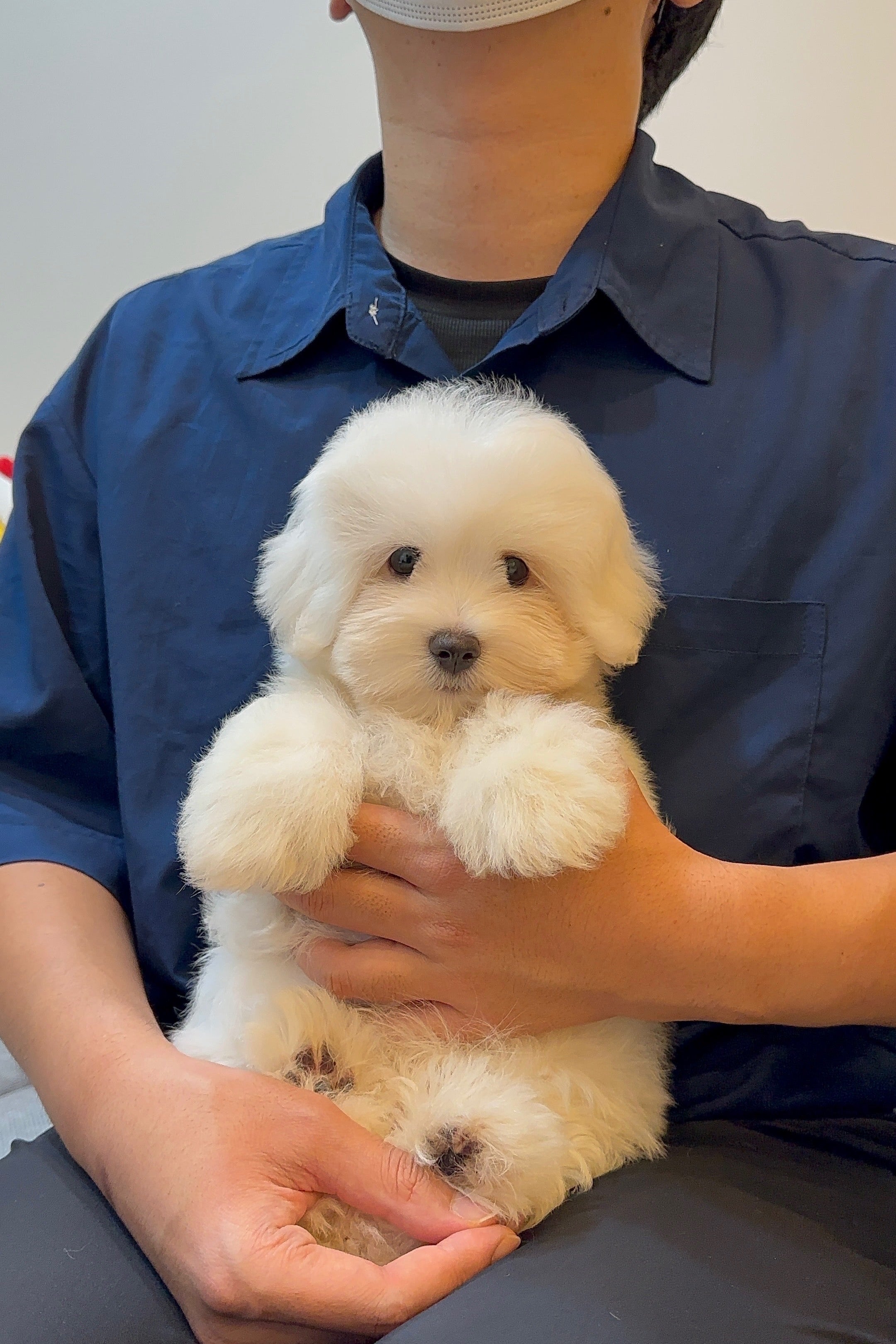 ELSA - FEMALE (COTON DE TULEAR)
