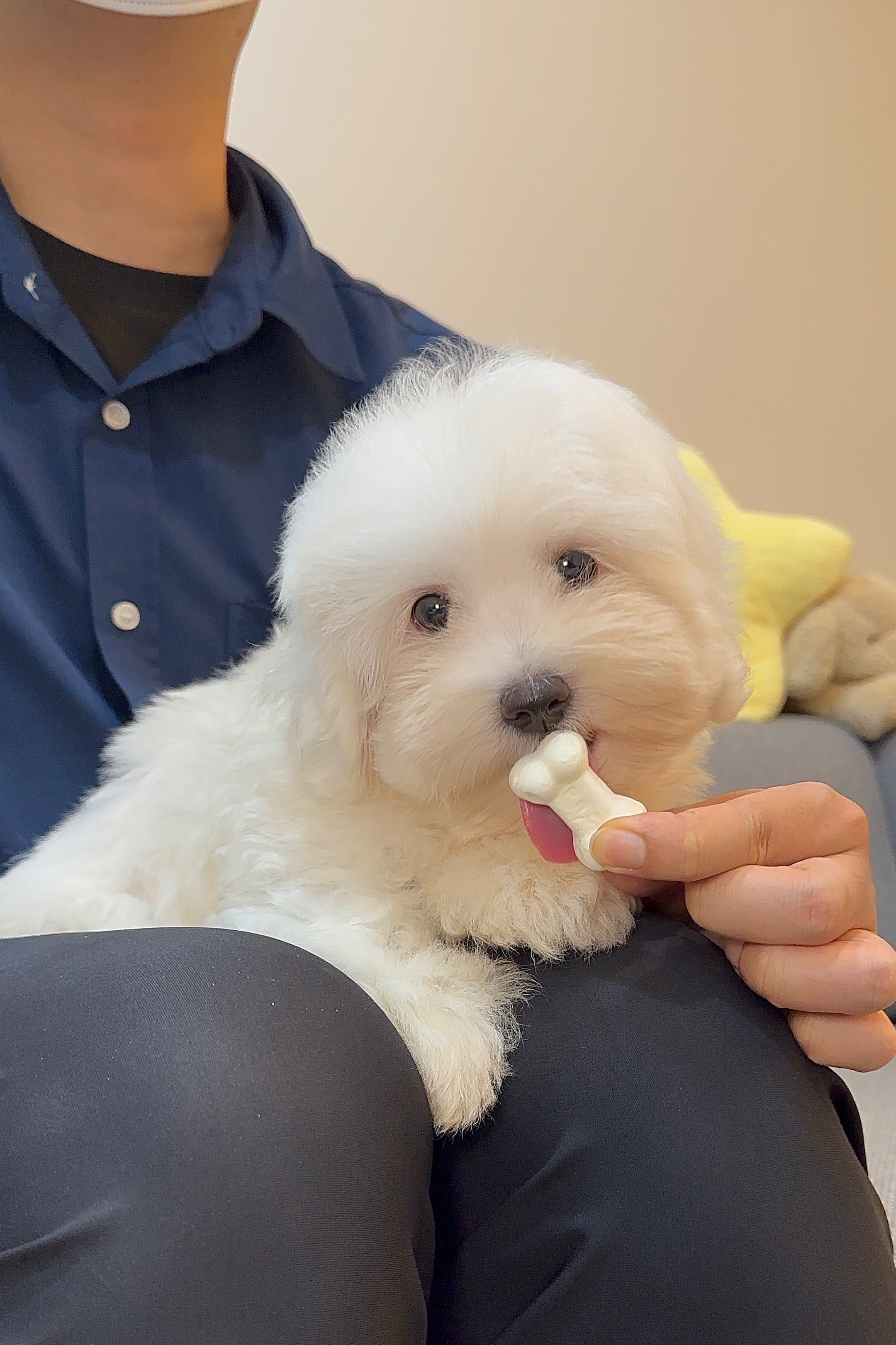 ELSA - FEMALE (COTON DE TULEAR)