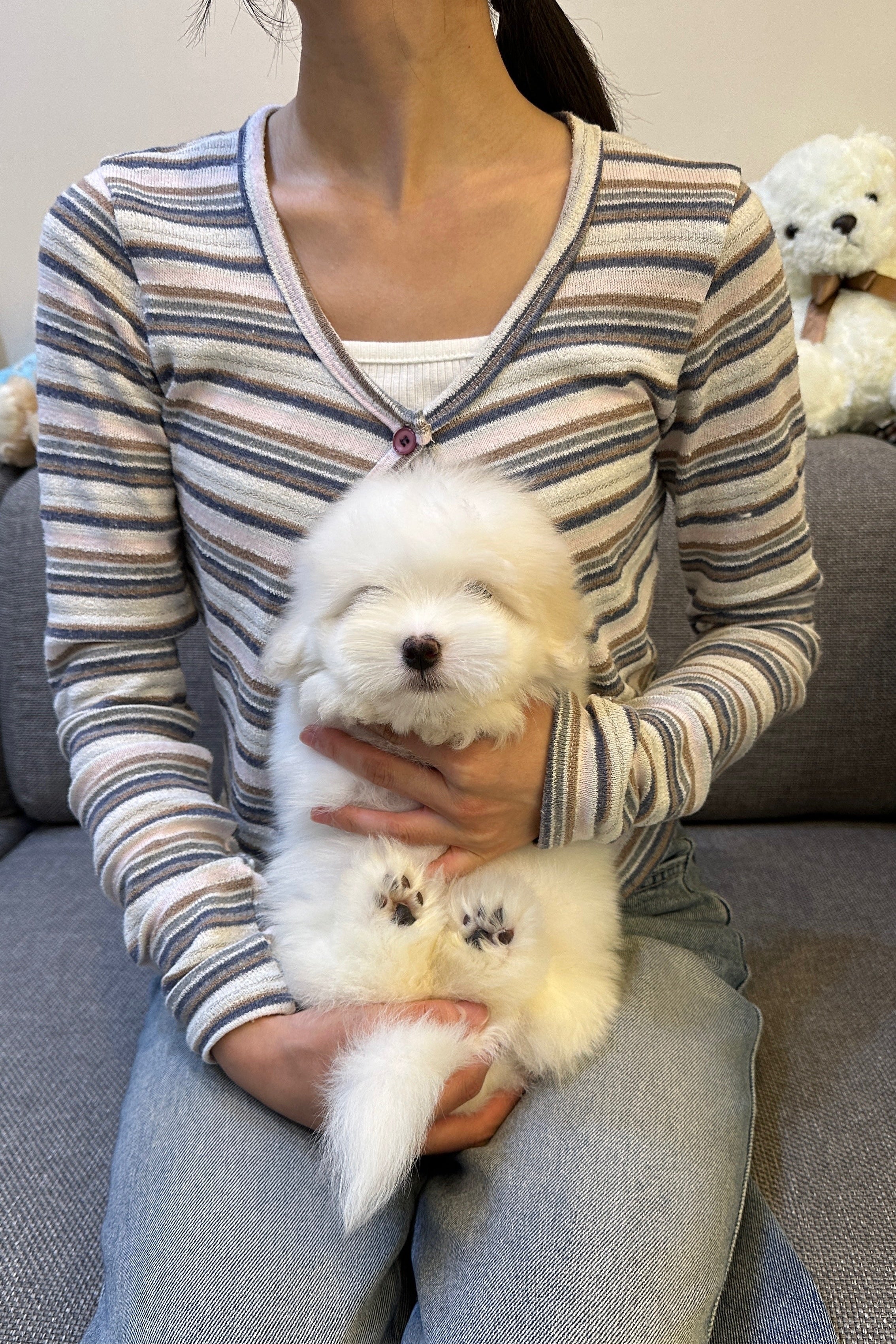 WOOJU - MALE (COTON DE TULEAR)