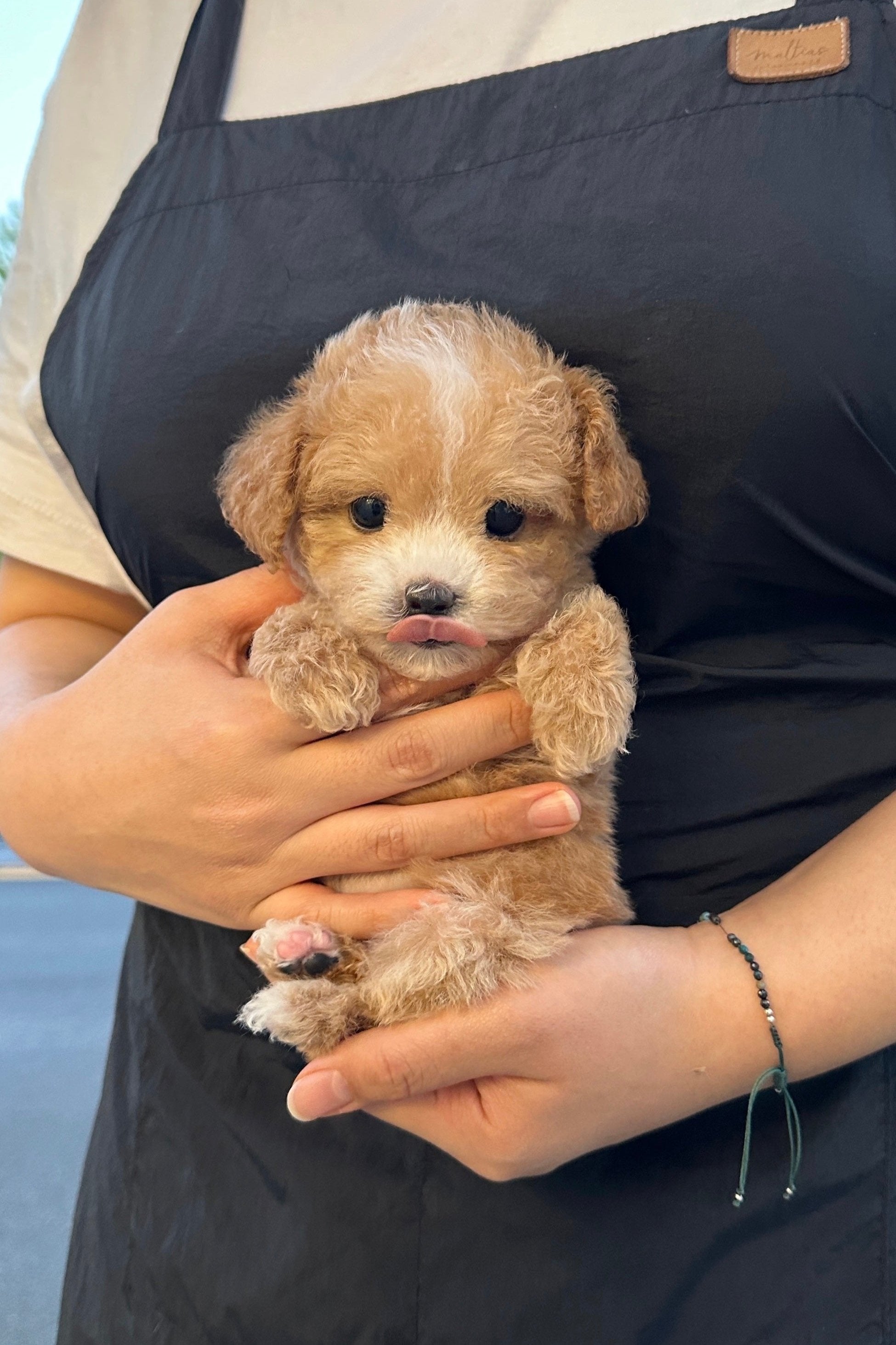 HOYA - FEMALE (MALTIPOO)