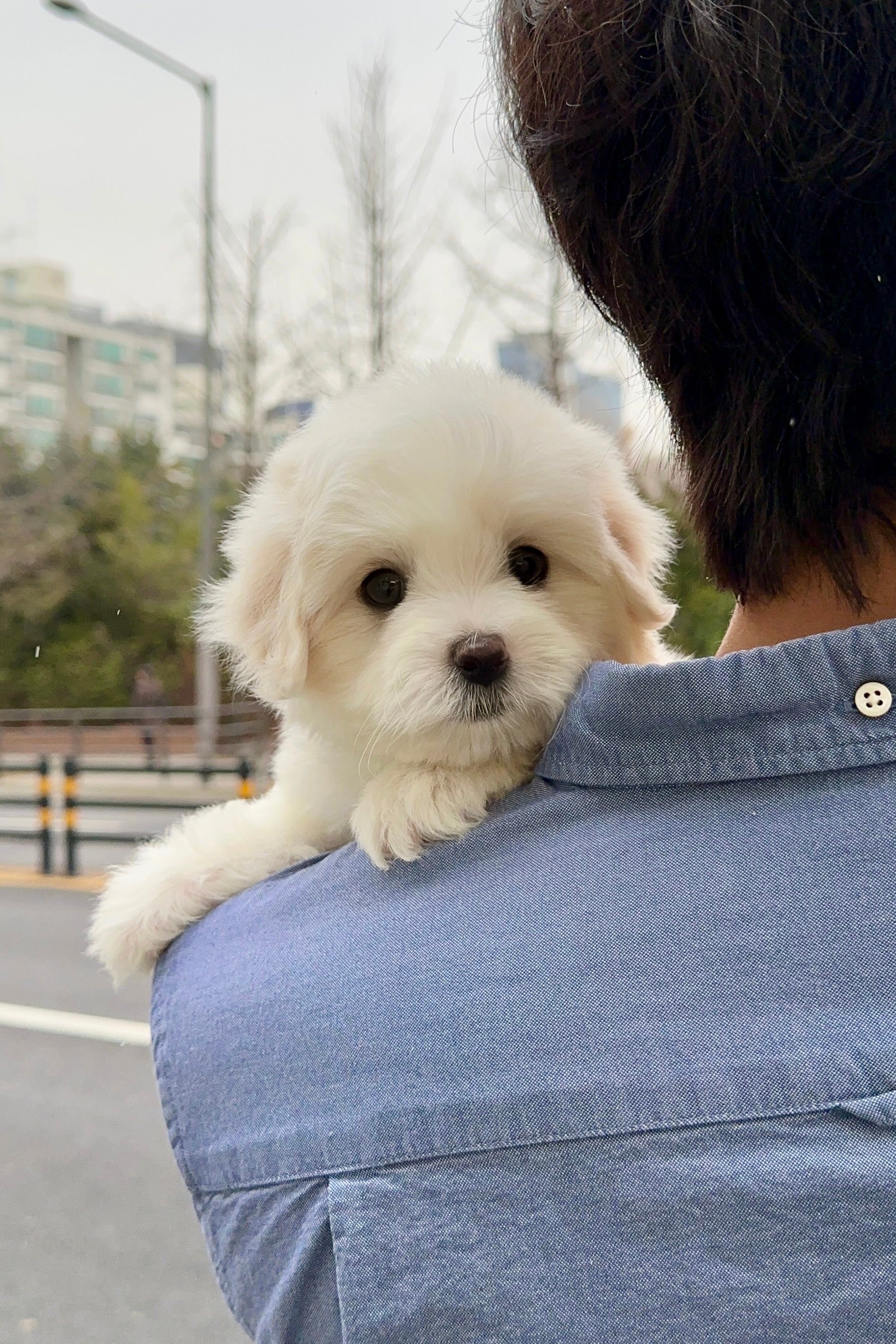 MILK - MALE (COTON DE TULEAR)