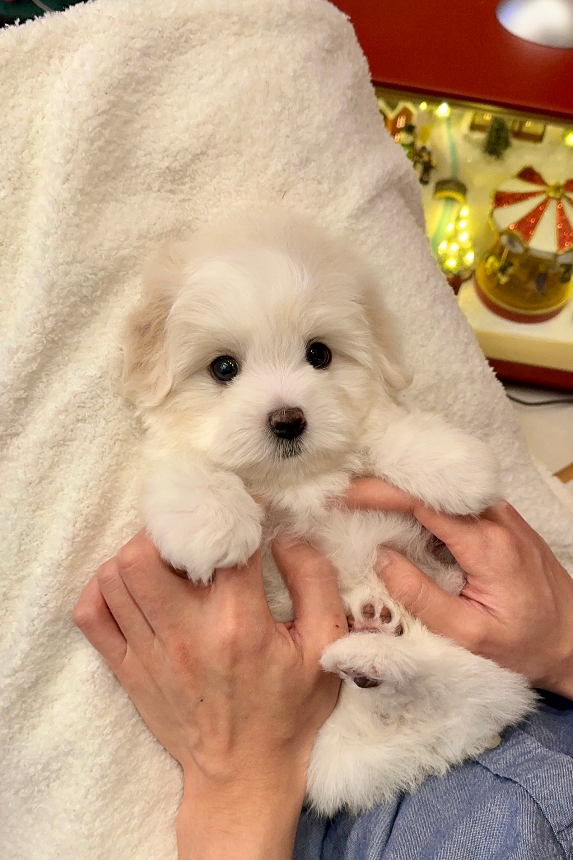 MILK - MALE (COTON DE TULEAR)