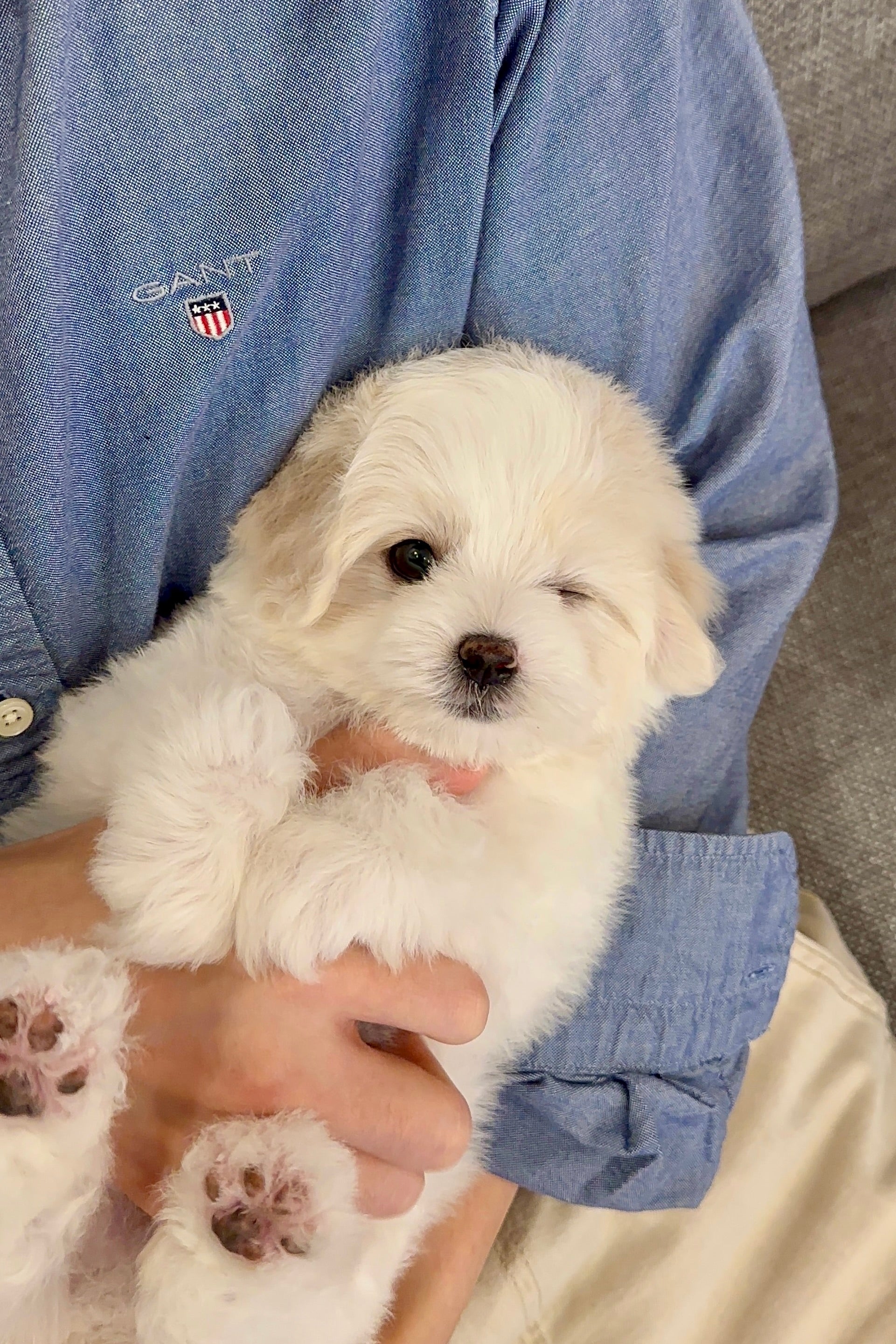 MILK - MALE (COTON DE TULEAR)