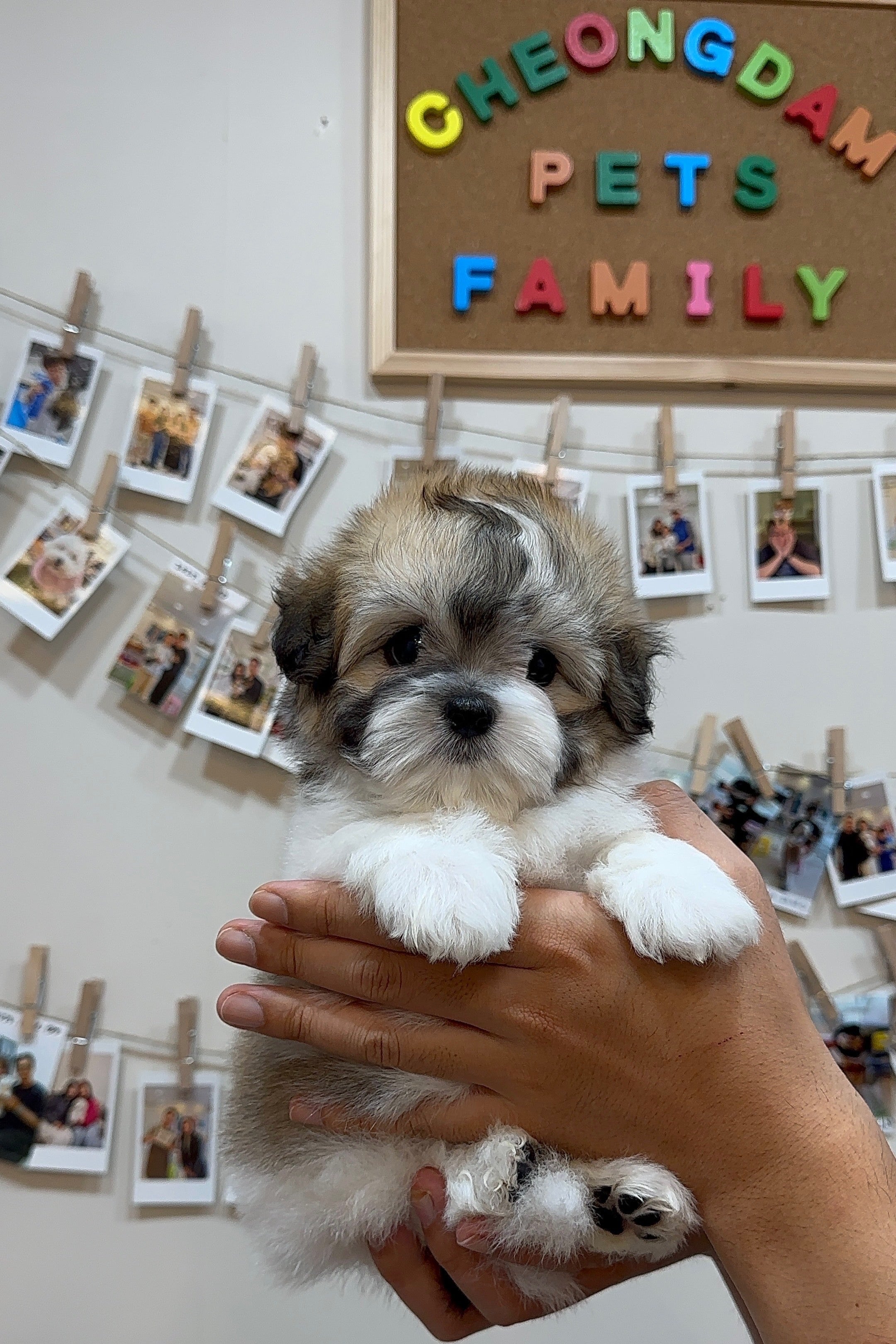 RILEY  - FEMALE (COTON DE TULEAR)
