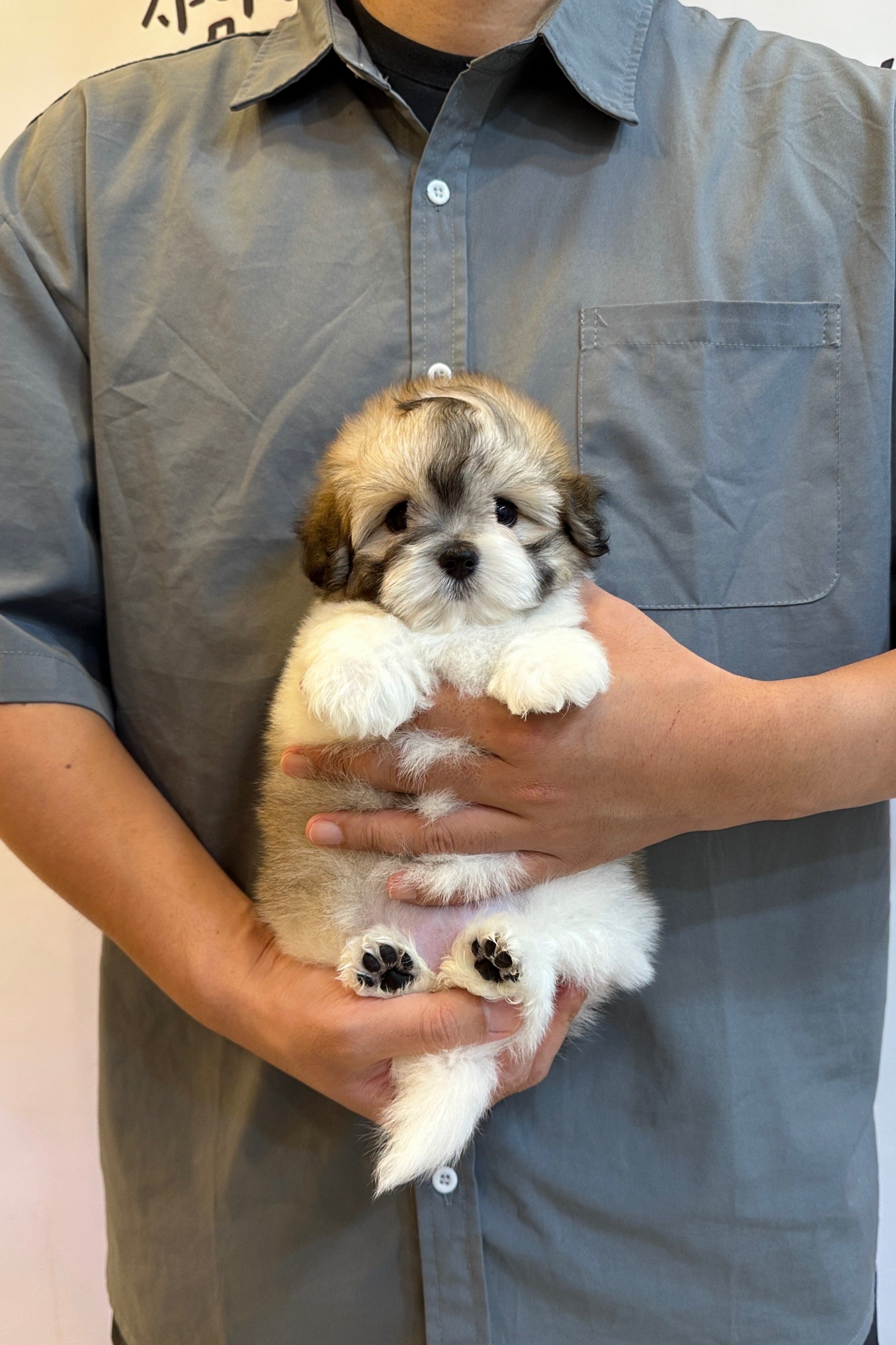 RILEY  - FEMALE (COTON DE TULEAR)