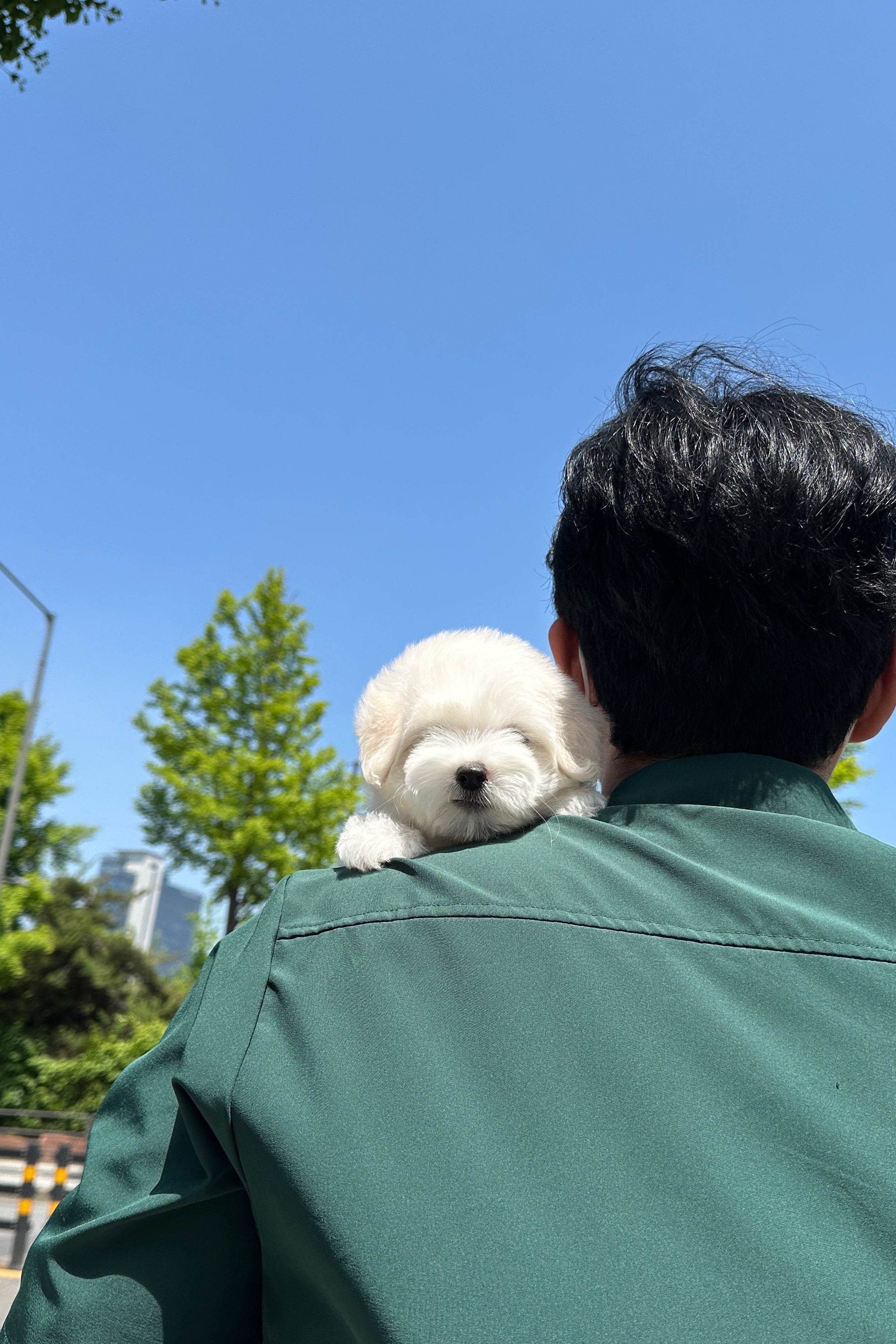 MAY - FEMALE (COTON DE TULEAR)