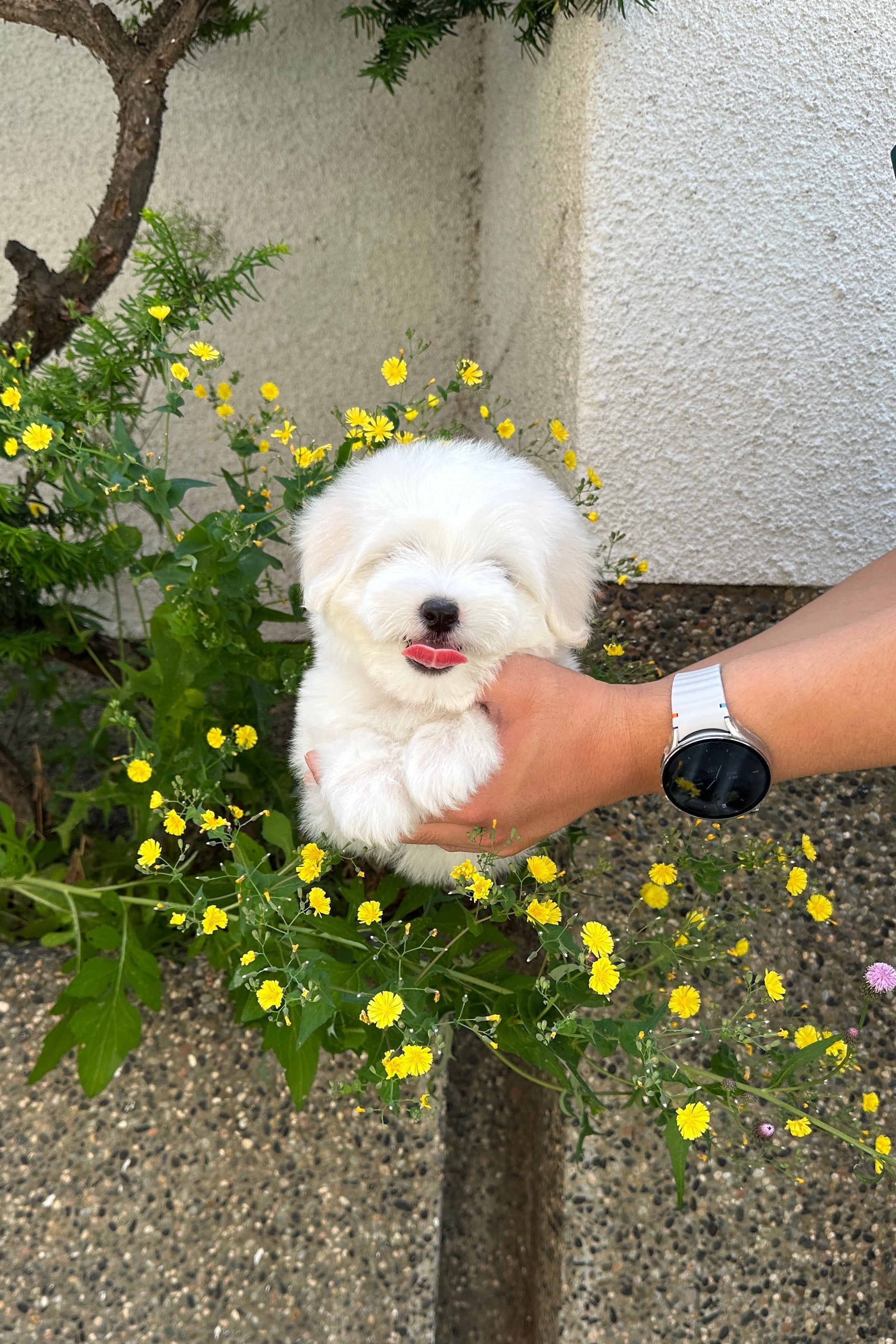 MAY - FEMALE (COTON DE TULEAR)