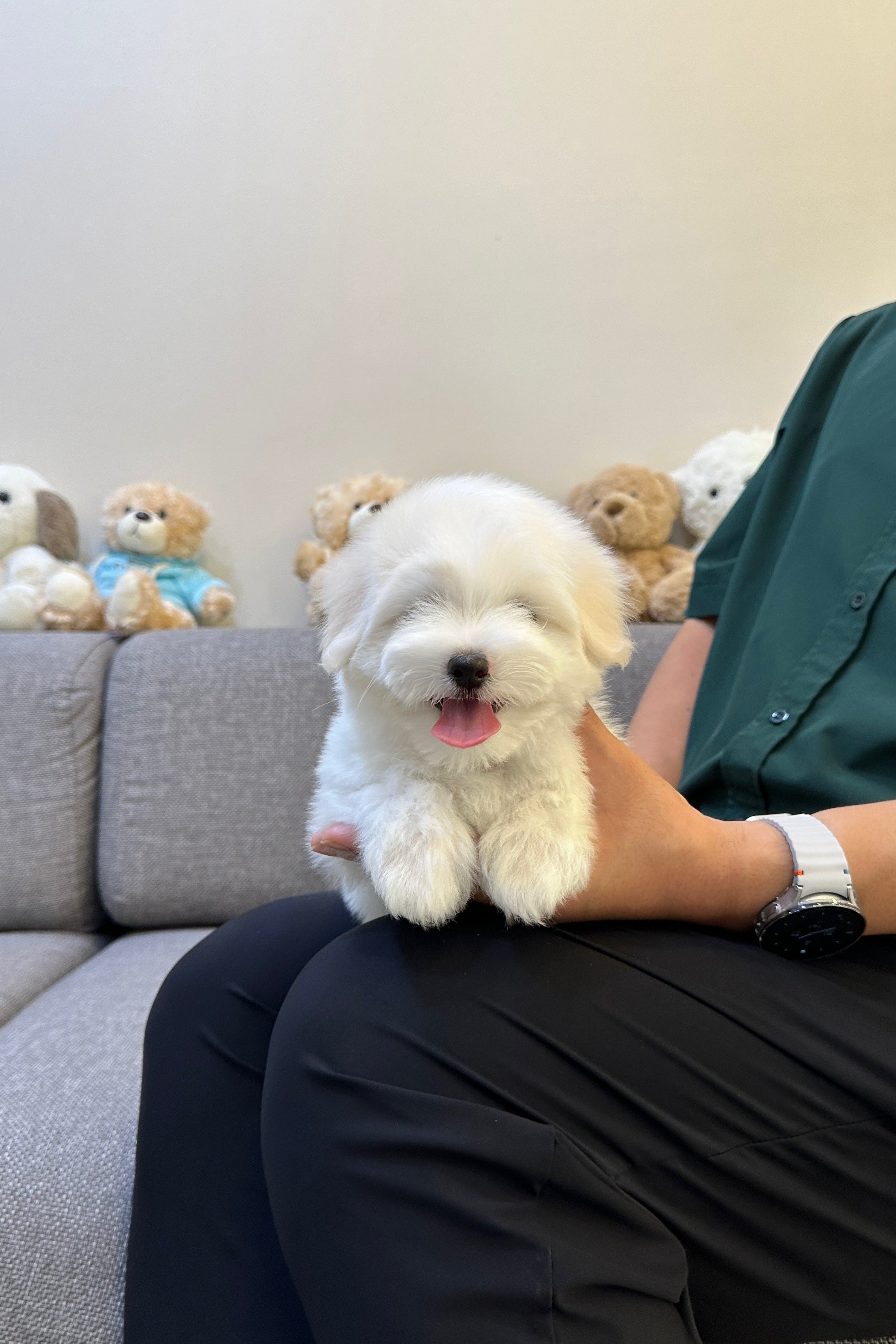 MAY - FEMALE (COTON DE TULEAR)