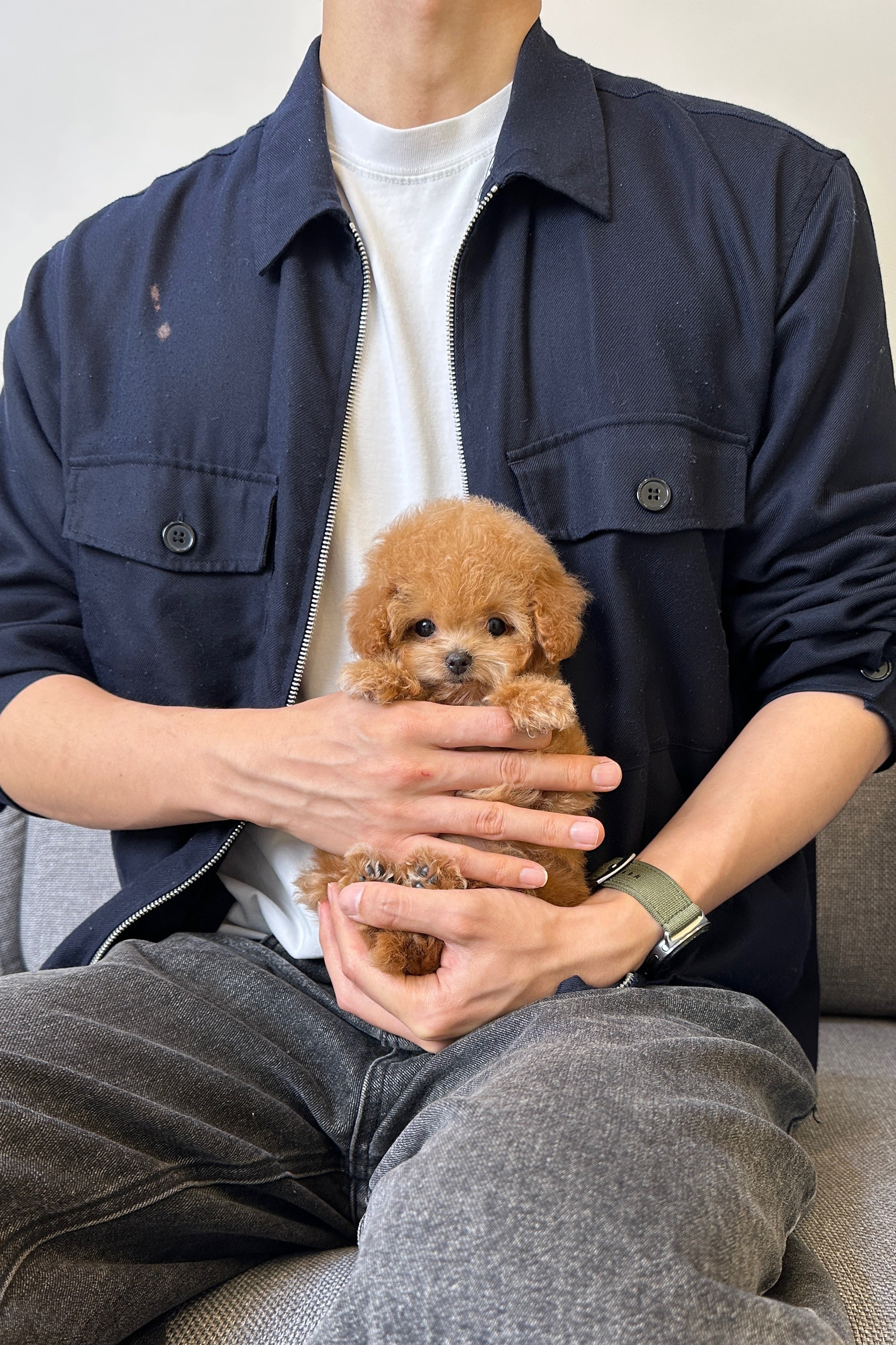 DASOM - FEMALE (MALTIPOO)