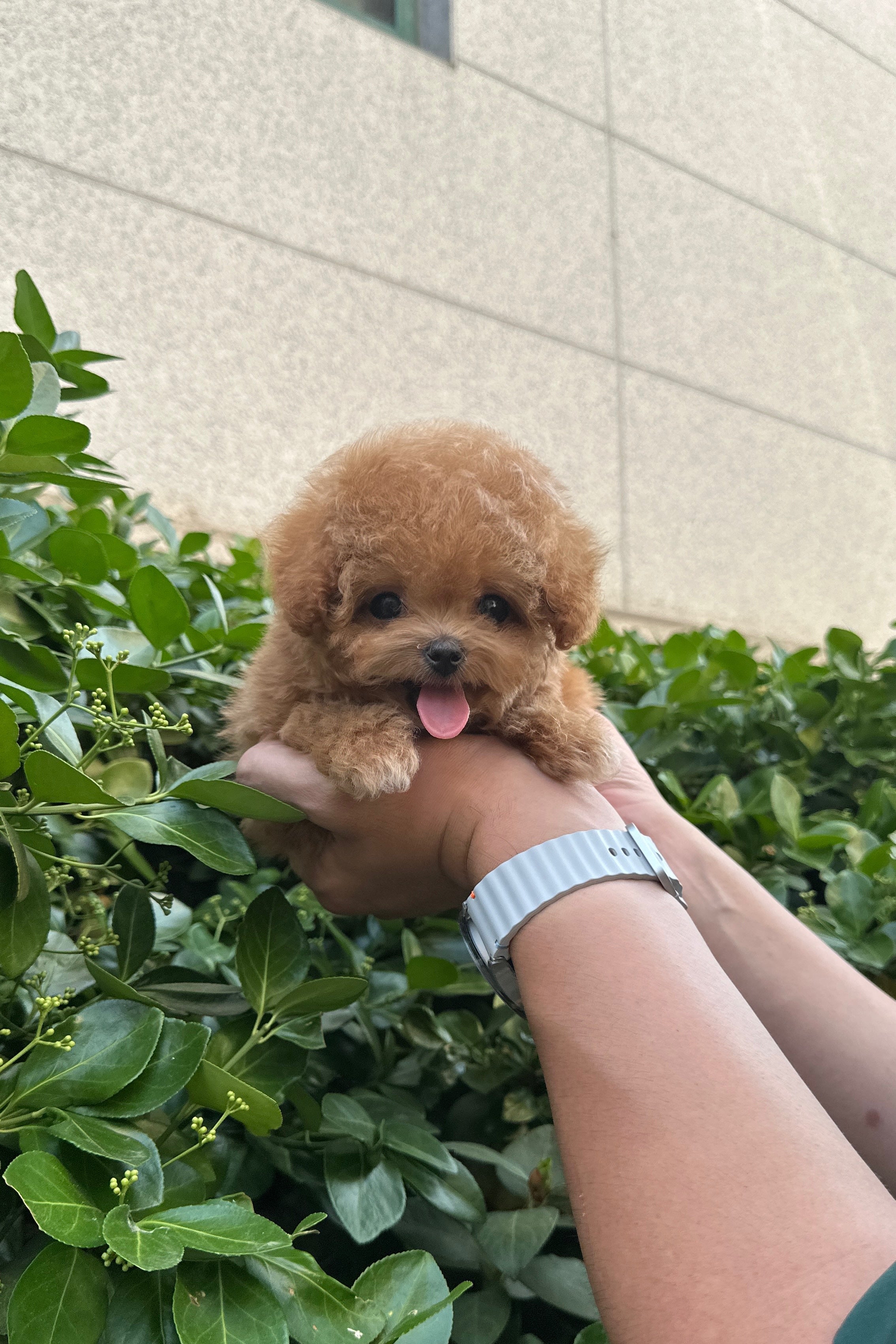 DASOM - FEMALE (MALTIPOO)