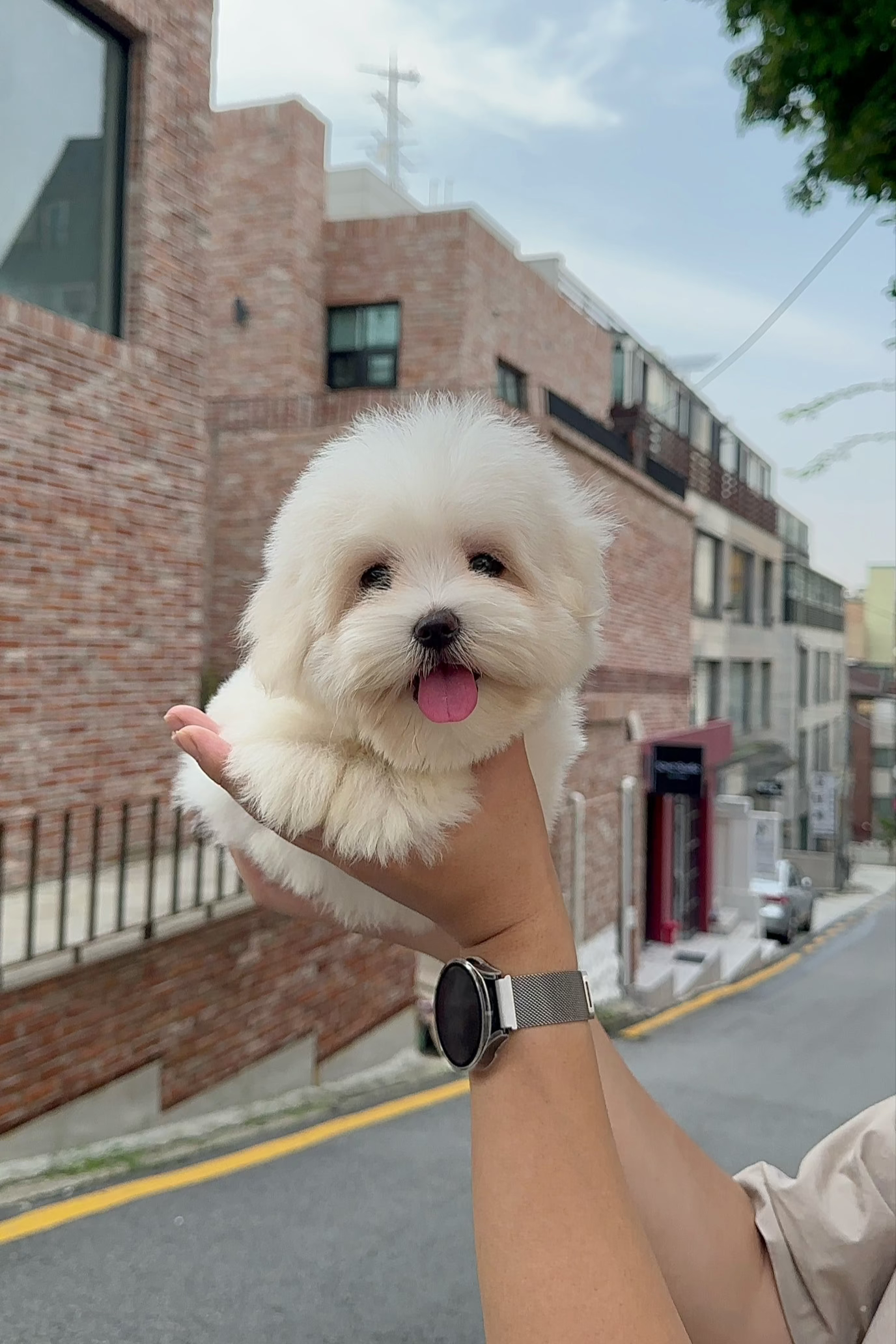 JIGOO - FEMALE (COTON DE TULEAR)