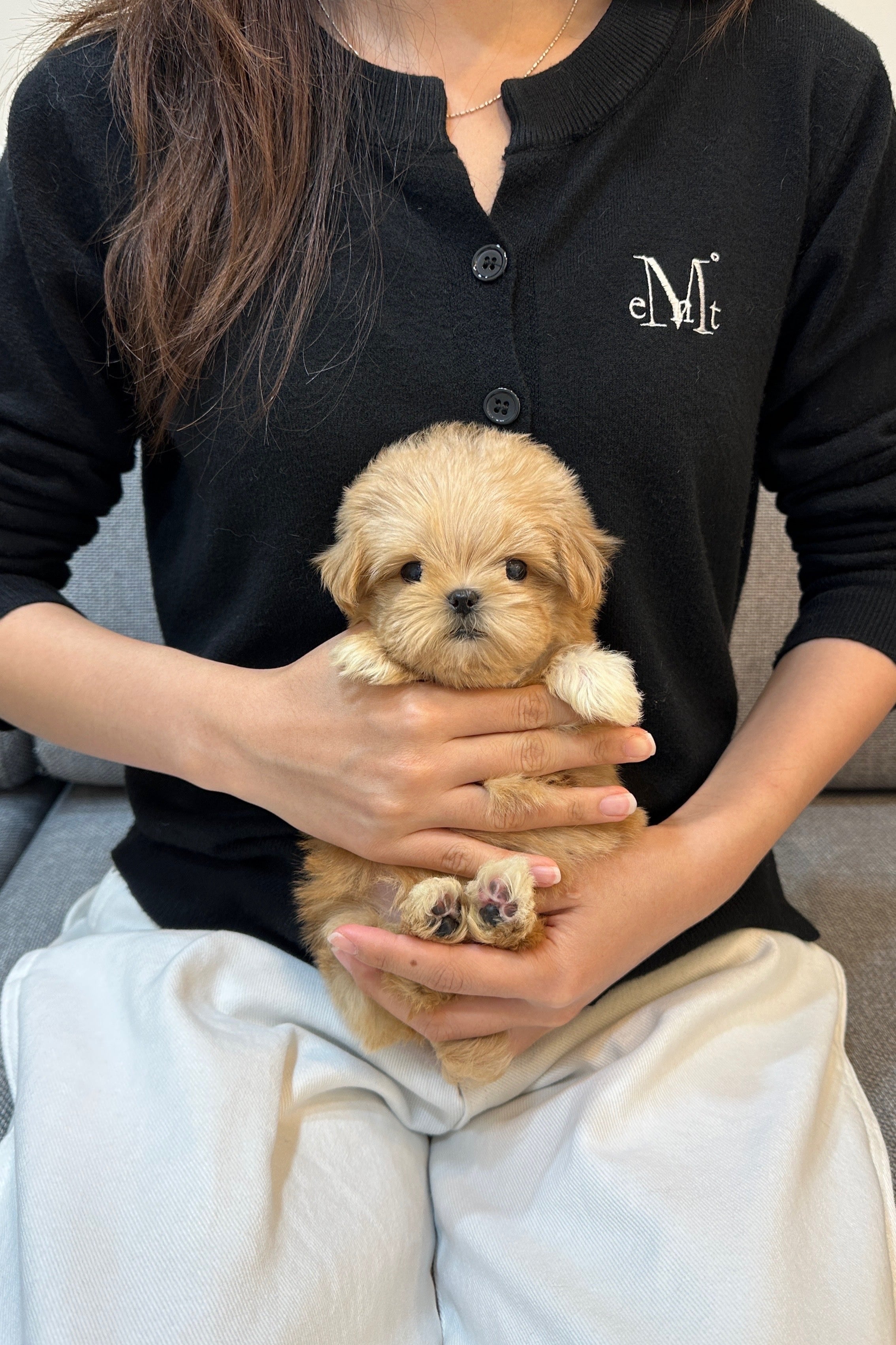 CHESTNUT - FEMALE (MALTIPOO)