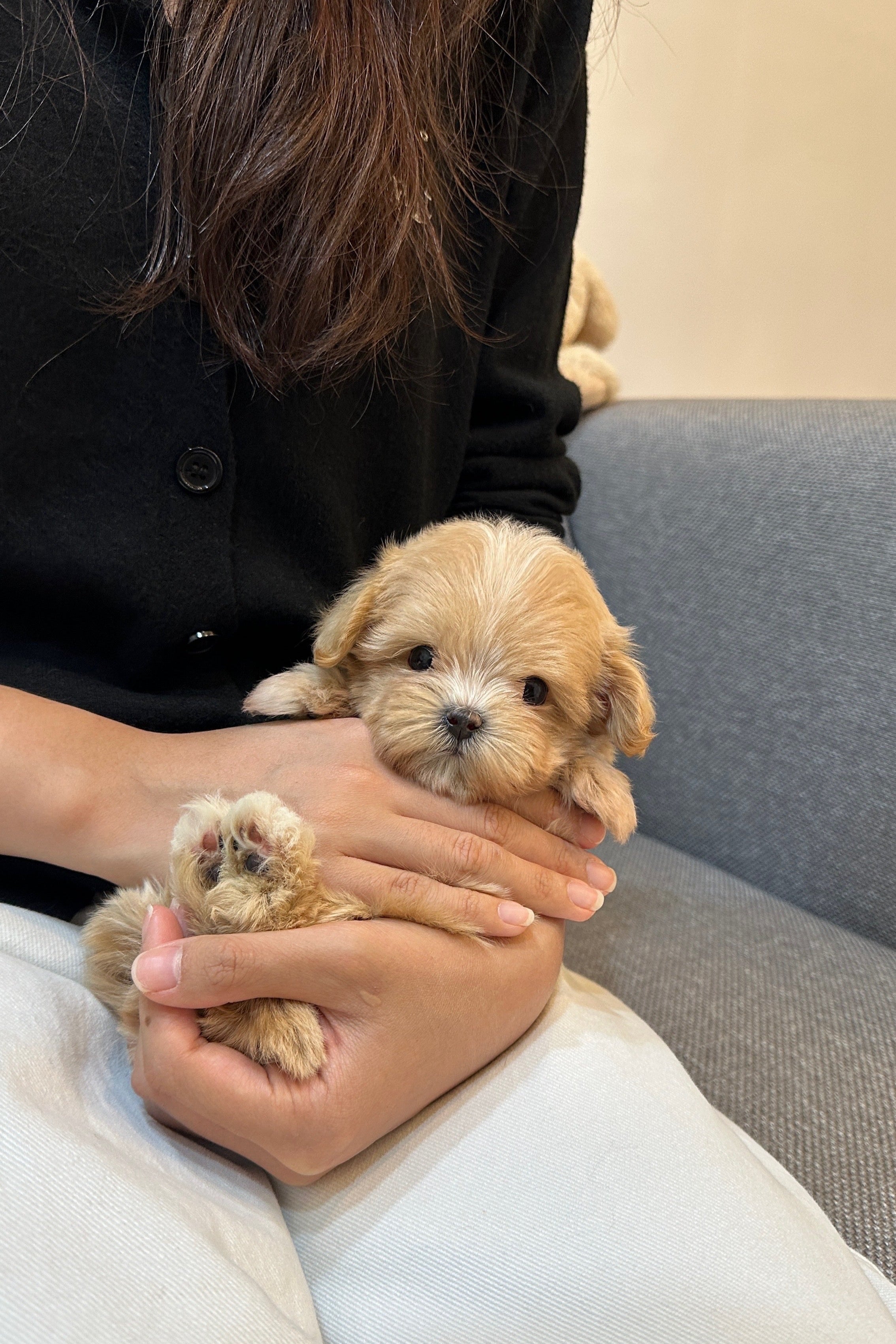 TOKKI - FEMALE (MALTIPOO)