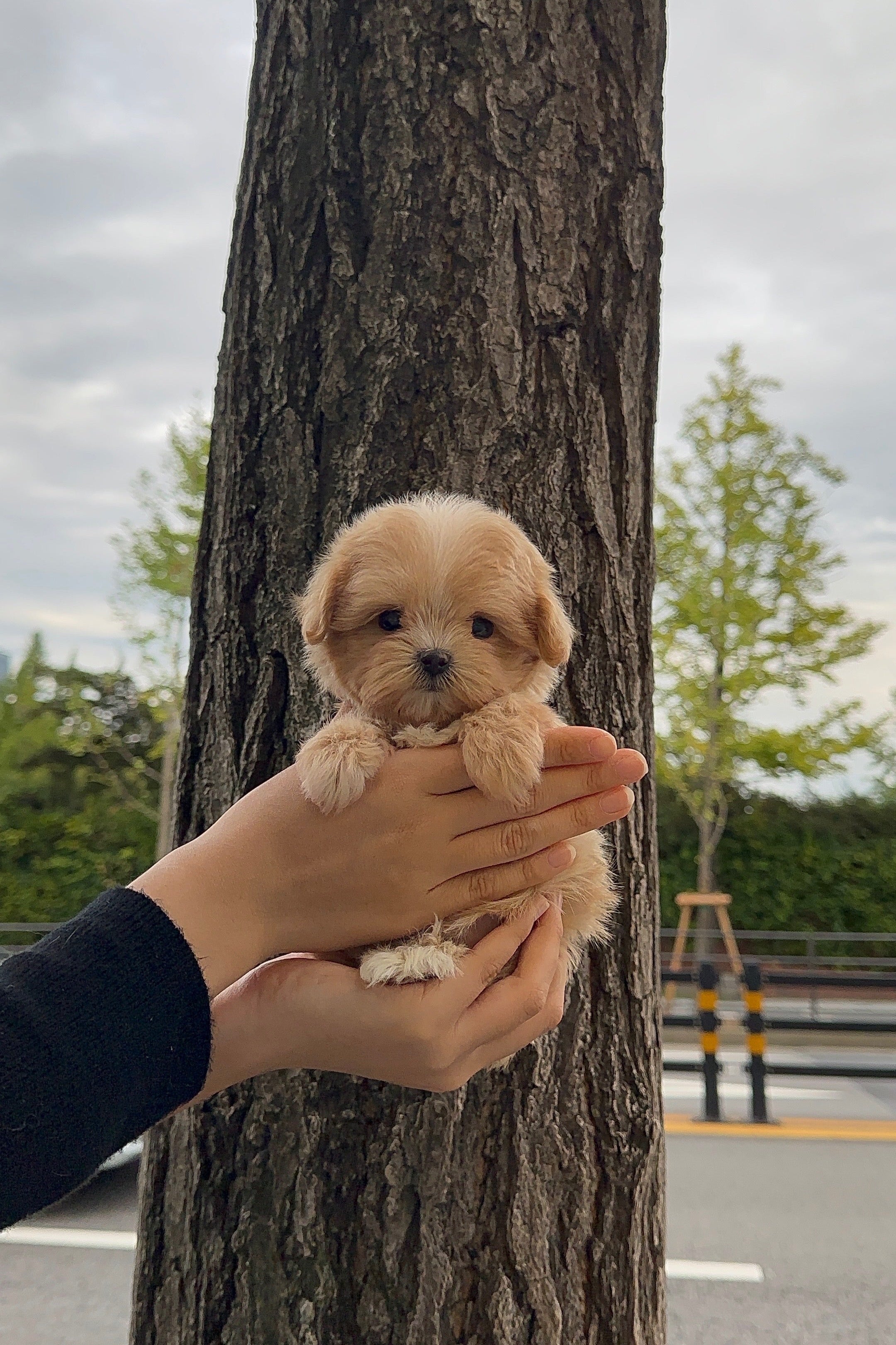 TOKKI - FEMALE (MALTIPOO)