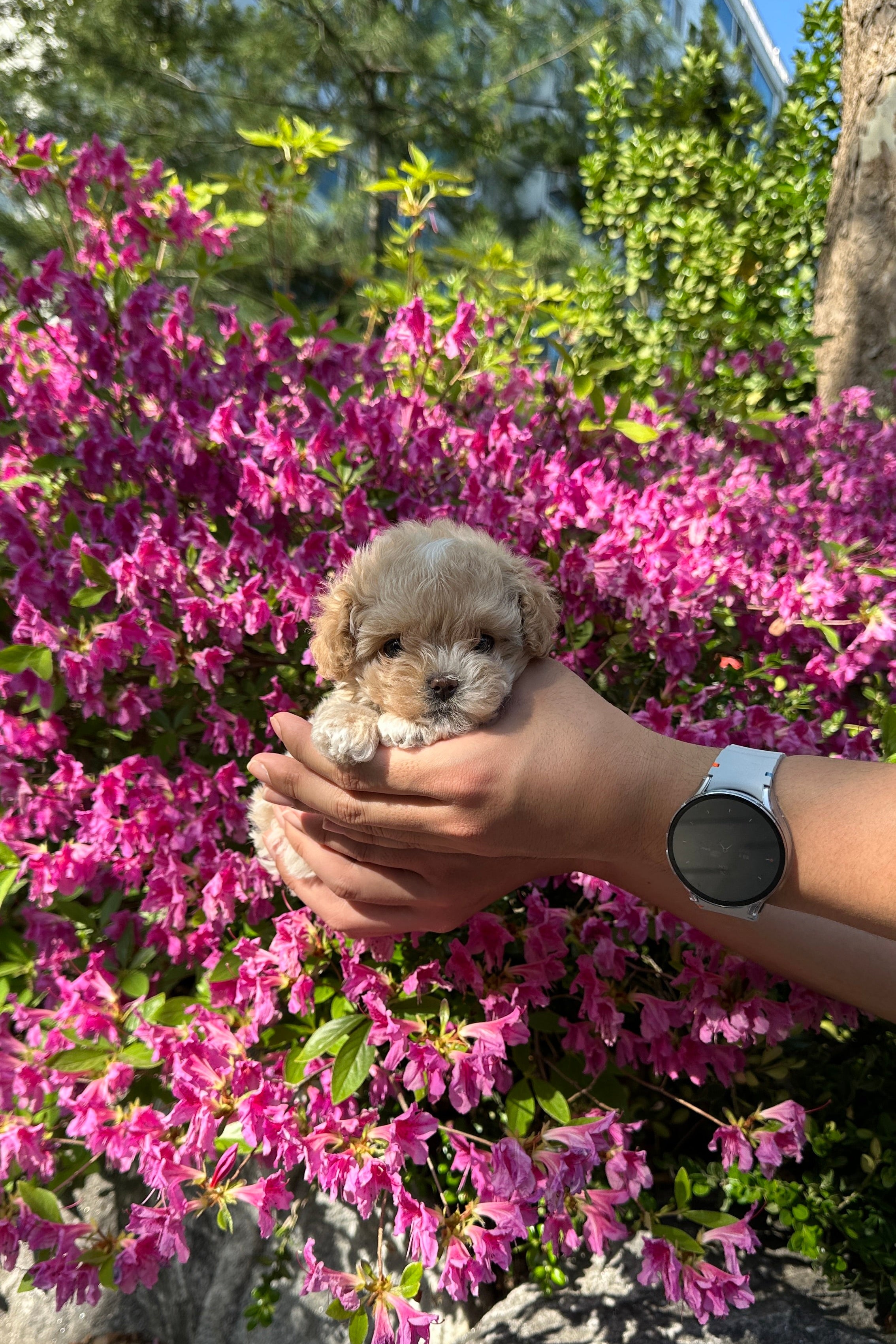 WOORI - FEMALE (MALTIPOO)