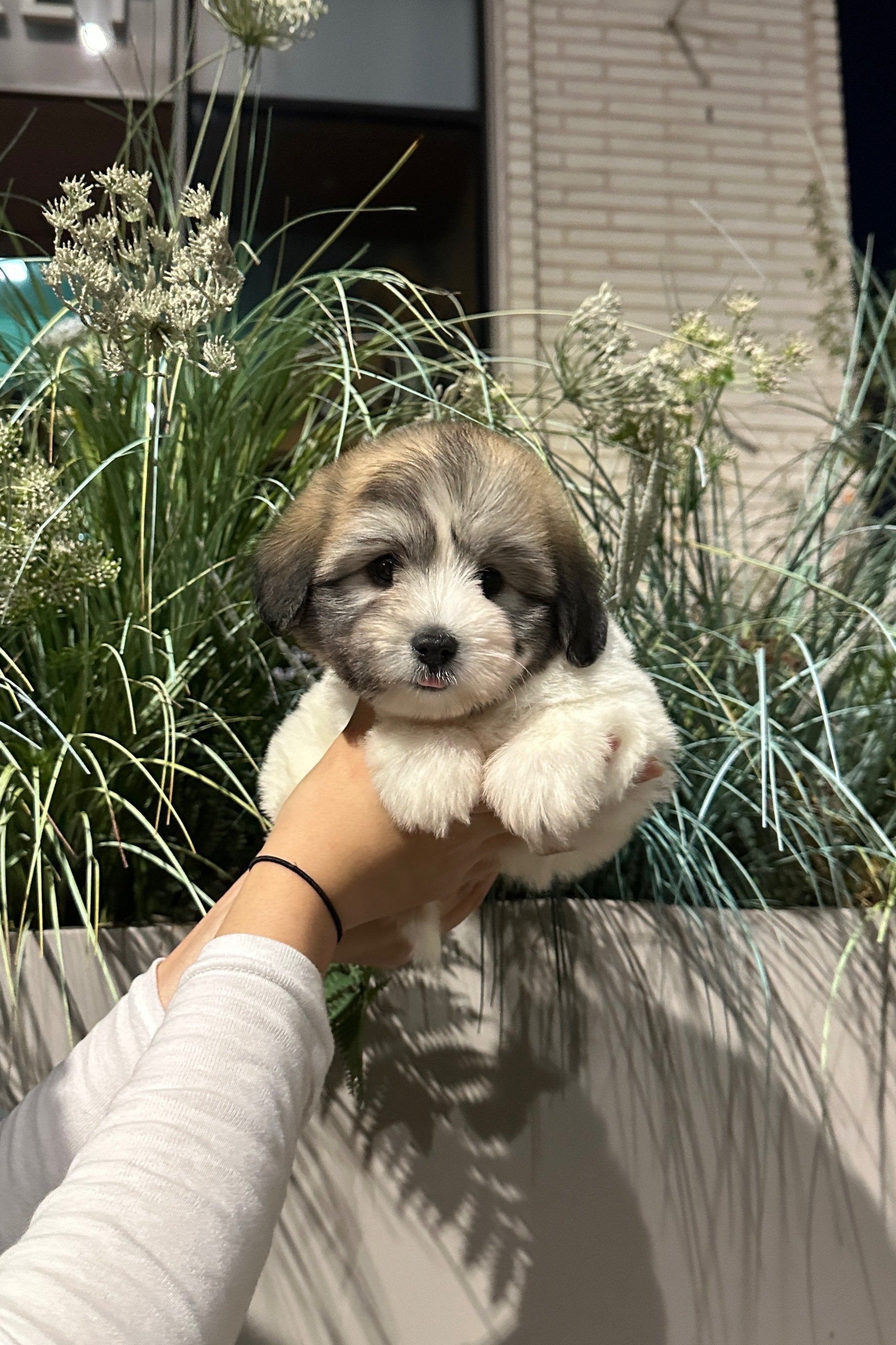 NARI - FEMALE (COTON DE TULEAR)