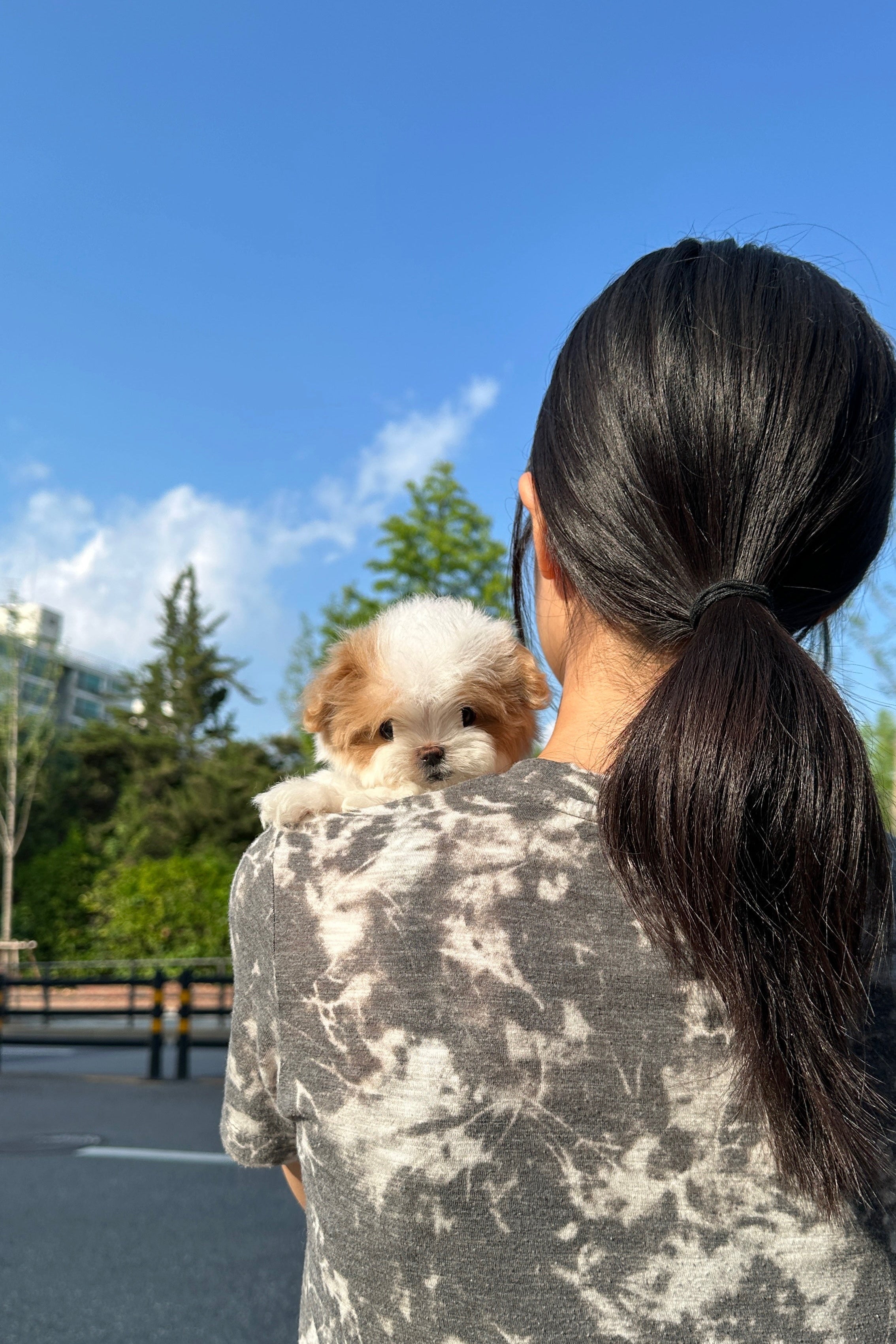 CHILI - MALE (MALTIPOO)