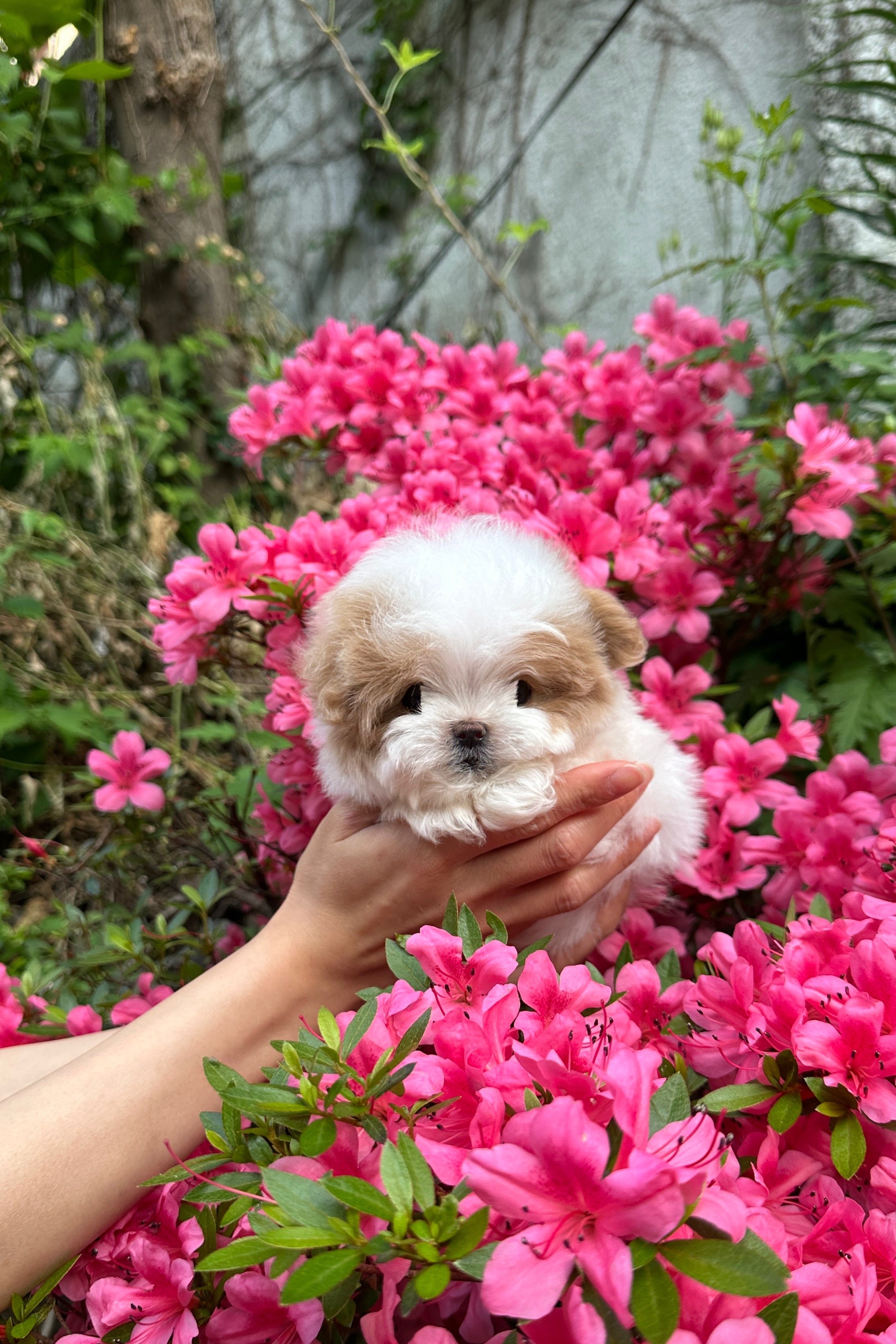 CHILI - MALE (MALTIPOO)