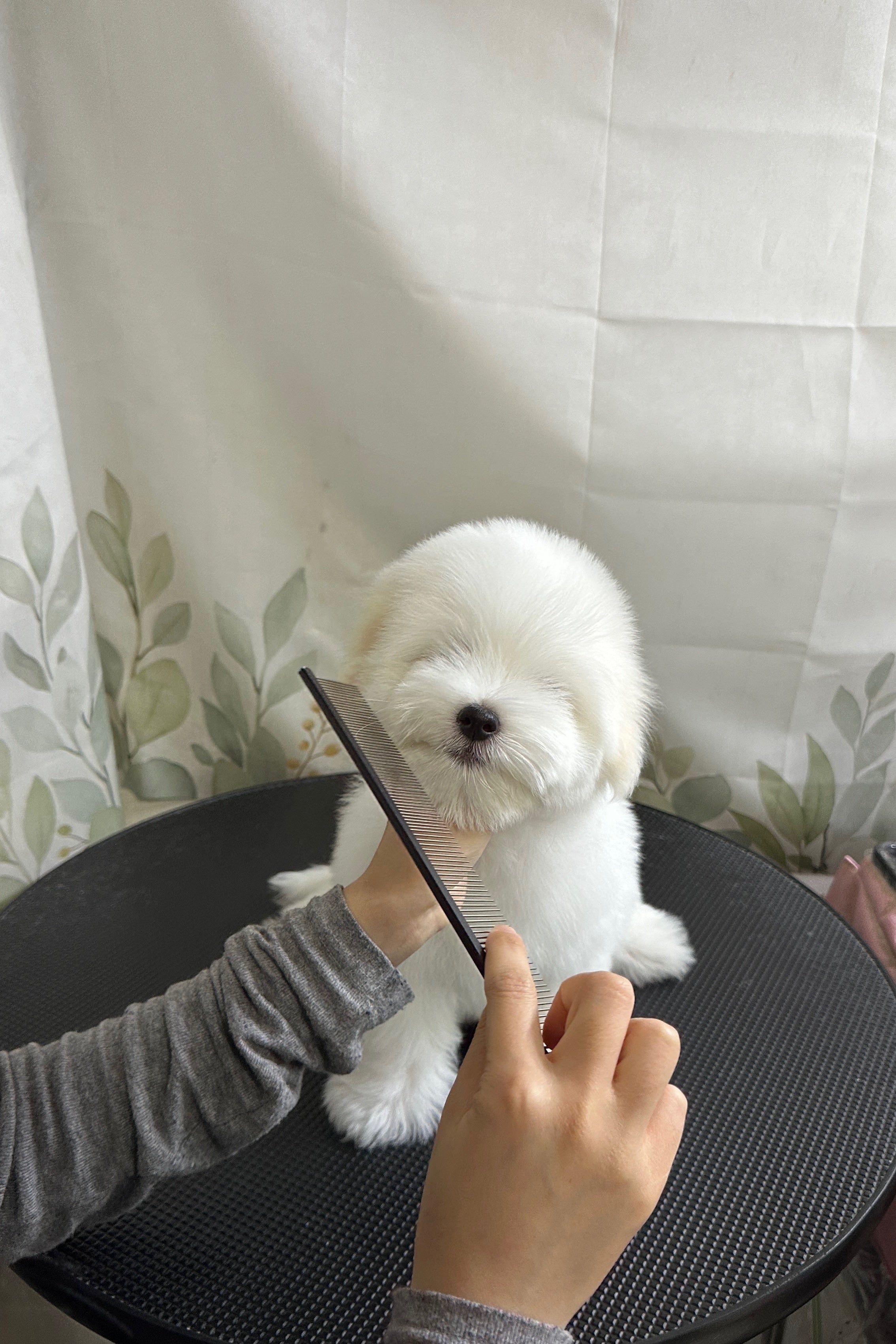 HOI - MALE (COTON DE TULEAR)