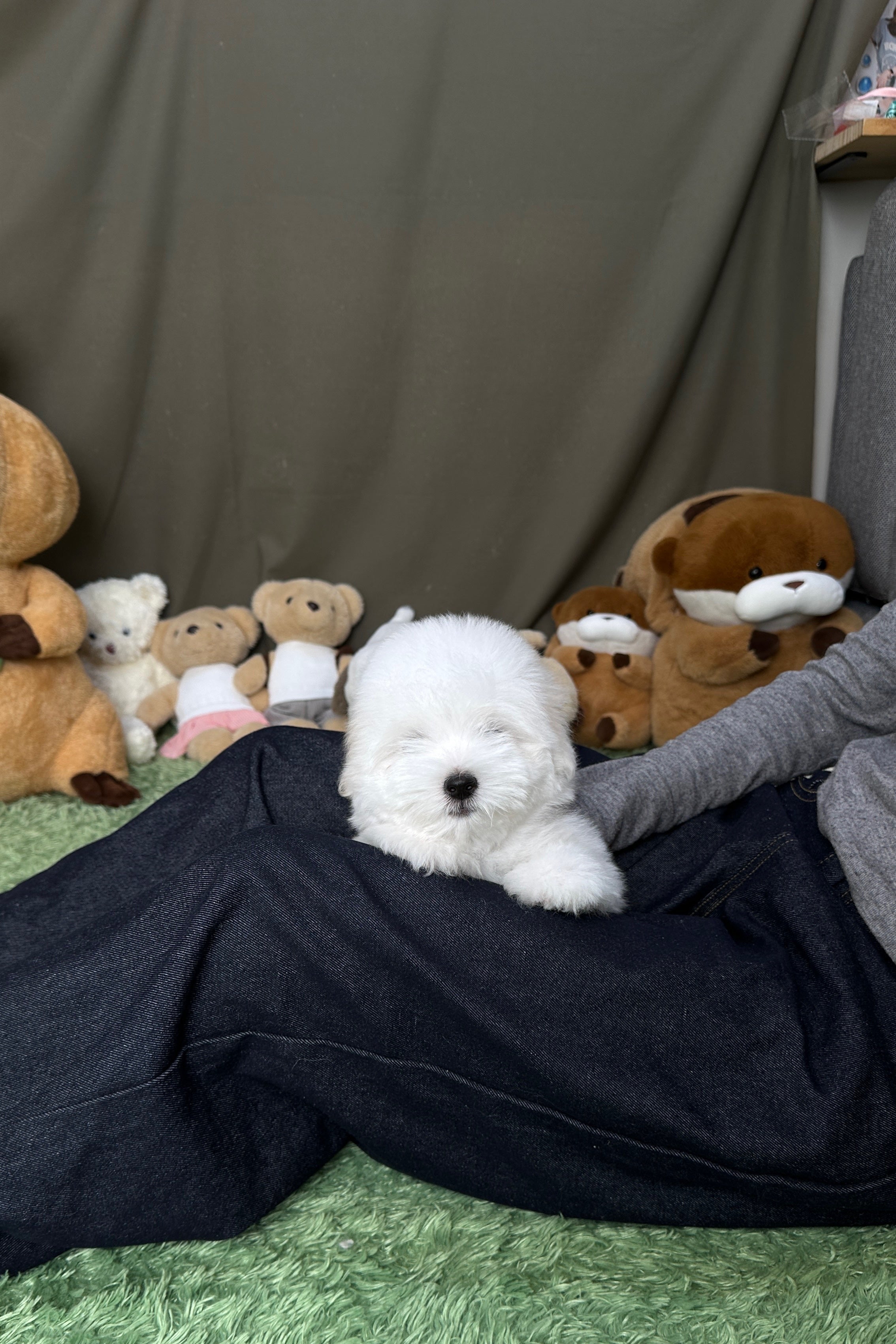 HOI - MALE (COTON DE TULEAR)