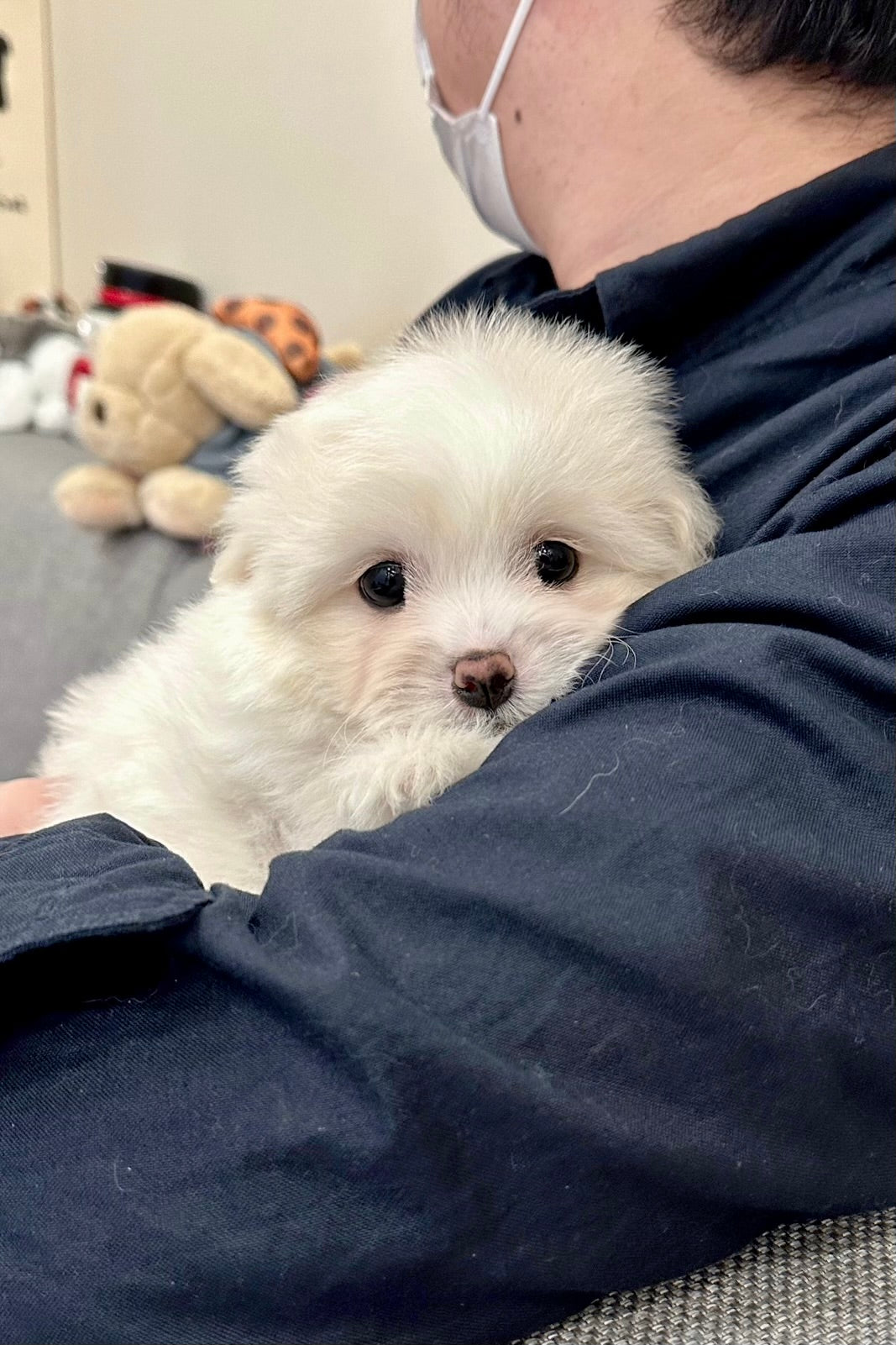 STRAWBERRY - FEMALE (COTON DE TULEAR)