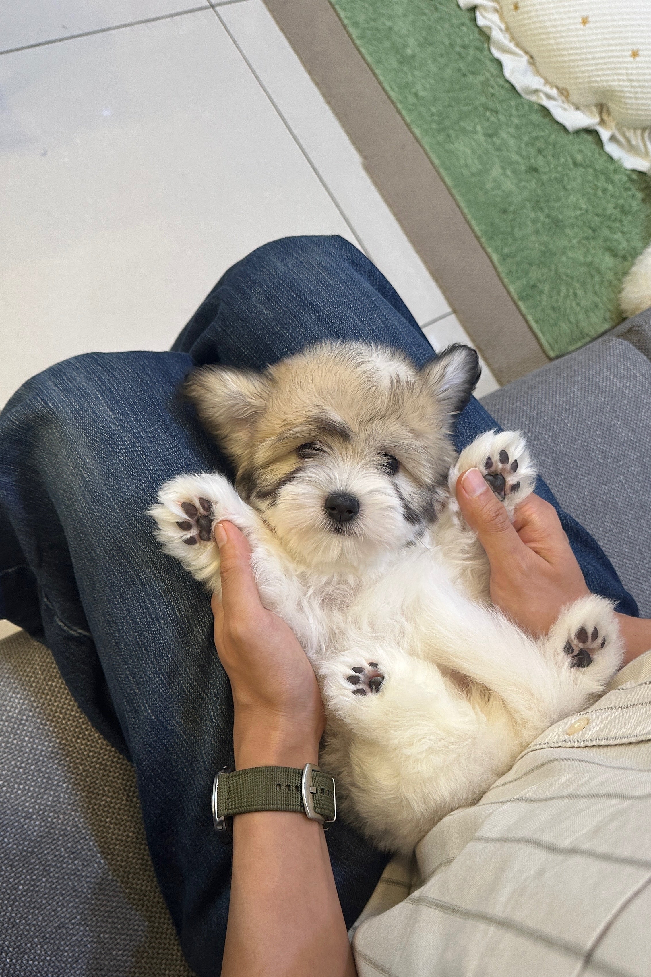 SOJI - FEMALE (COTON DE TULEAR)