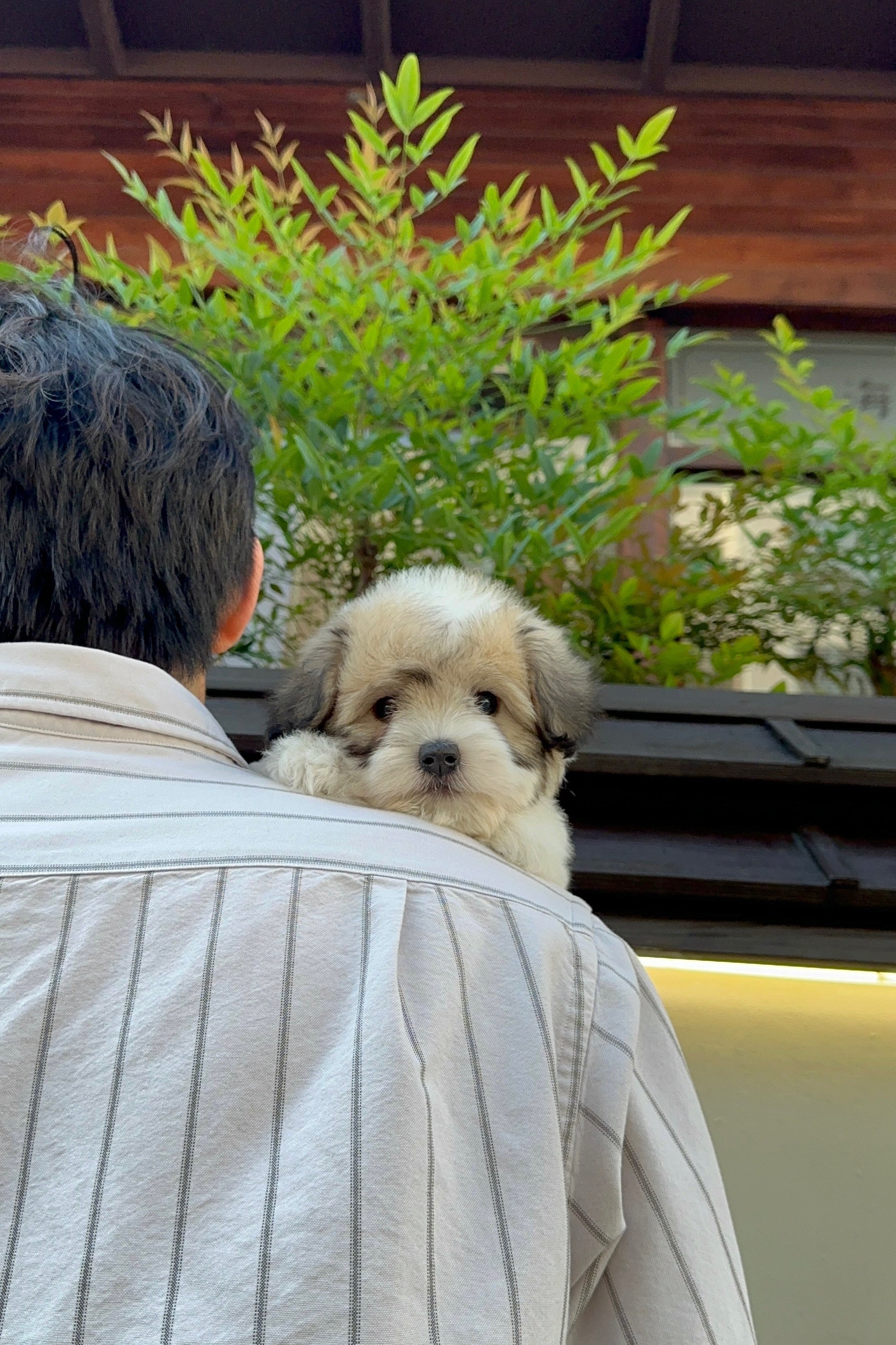 SOJI - FEMALE (COTON DE TULEAR)