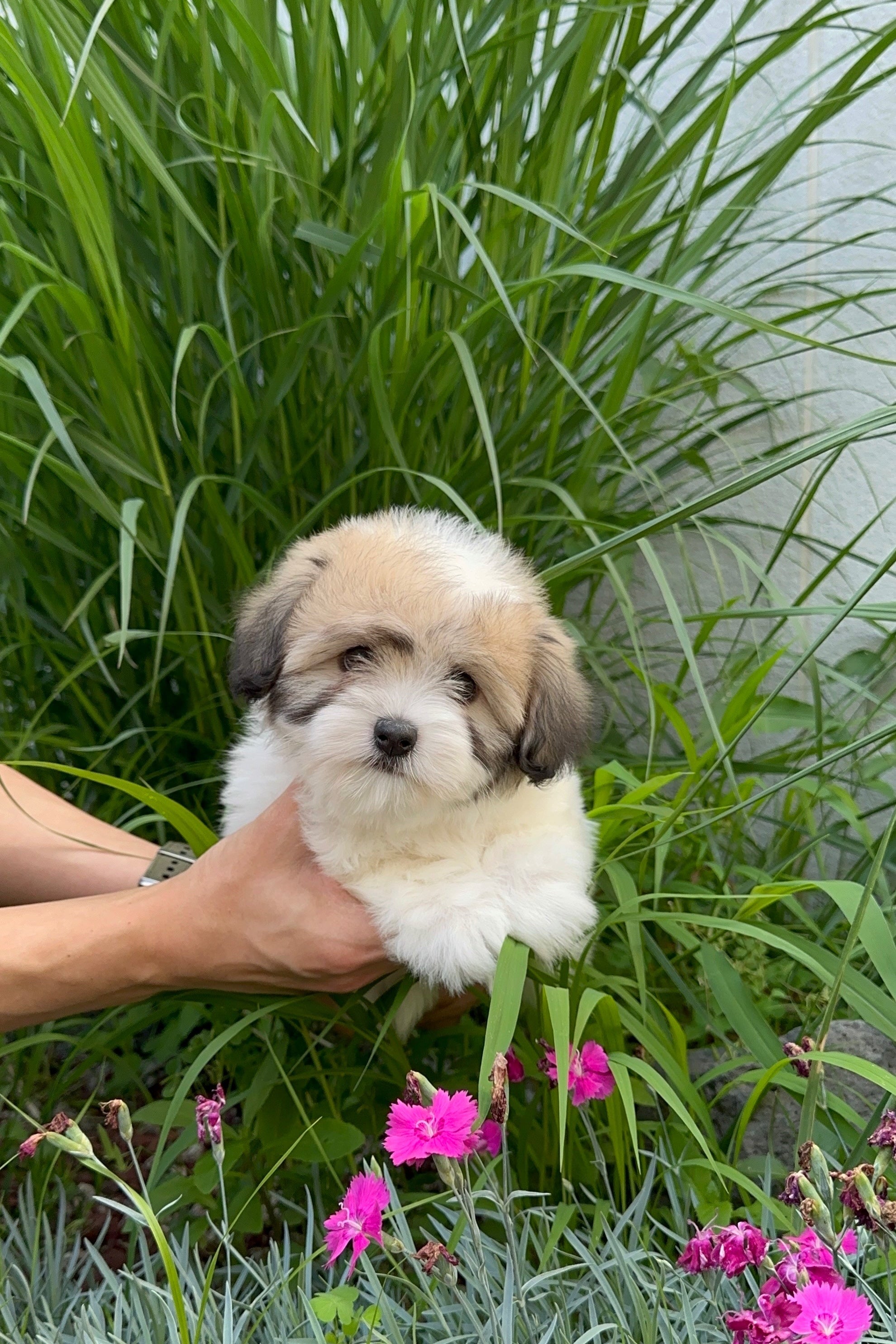 SOJI - FEMALE (COTON DE TULEAR)