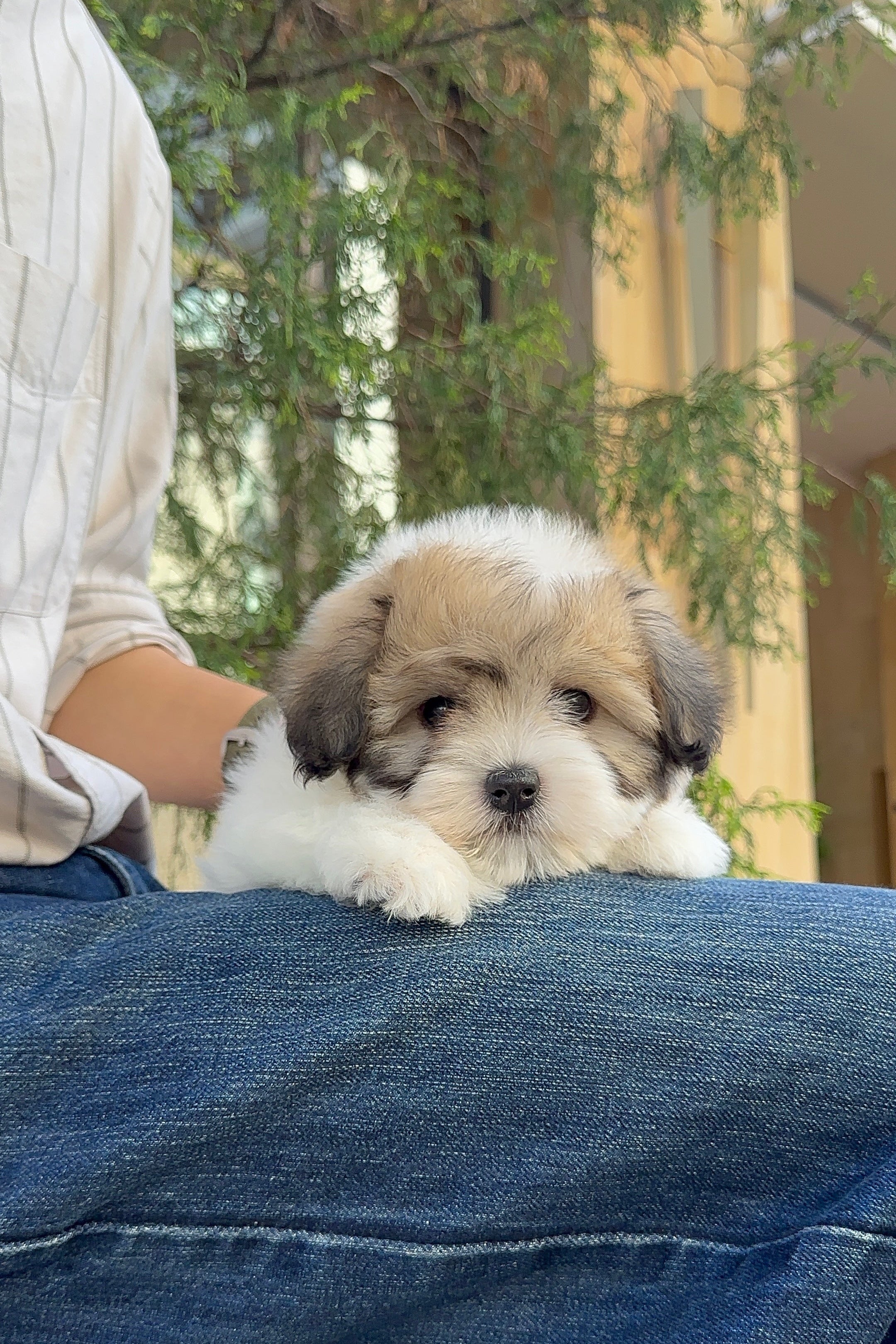 SOJI - FEMALE (COTON DE TULEAR)