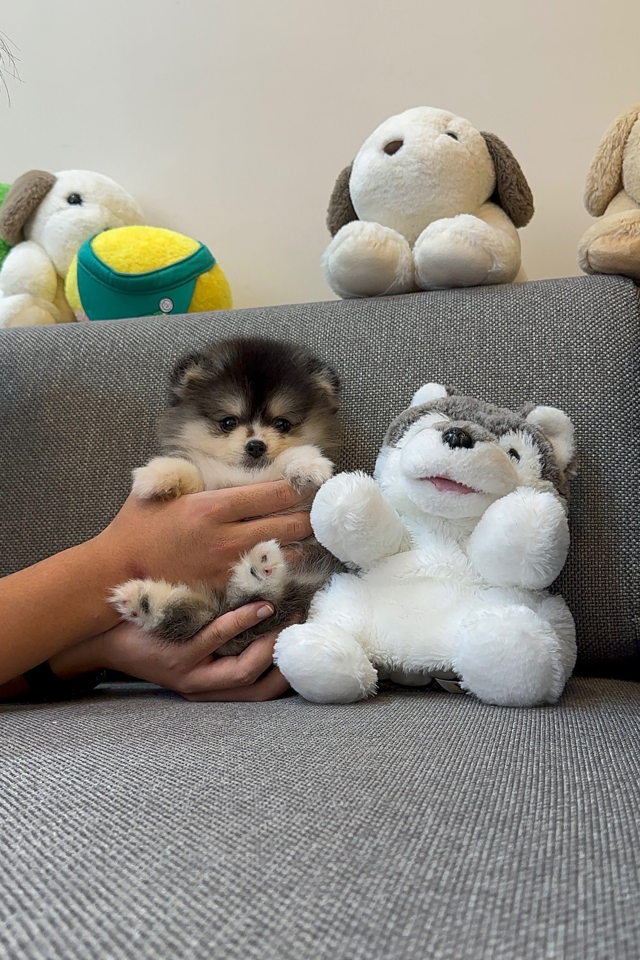 WOLF - MALE (POMSKY)