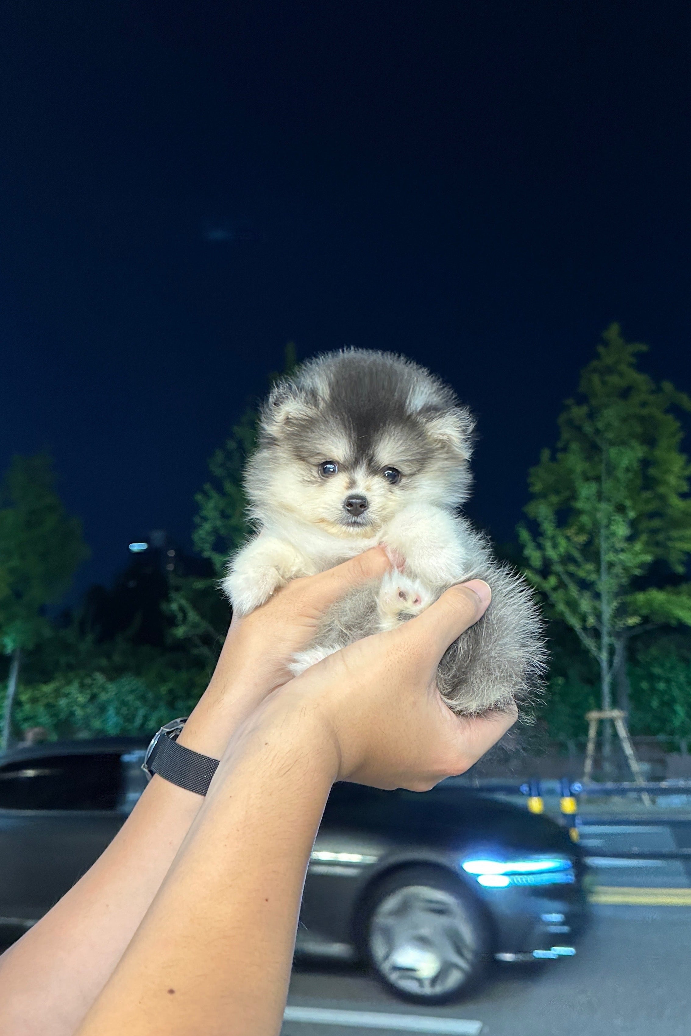 WOLF - MALE (POMSKY)