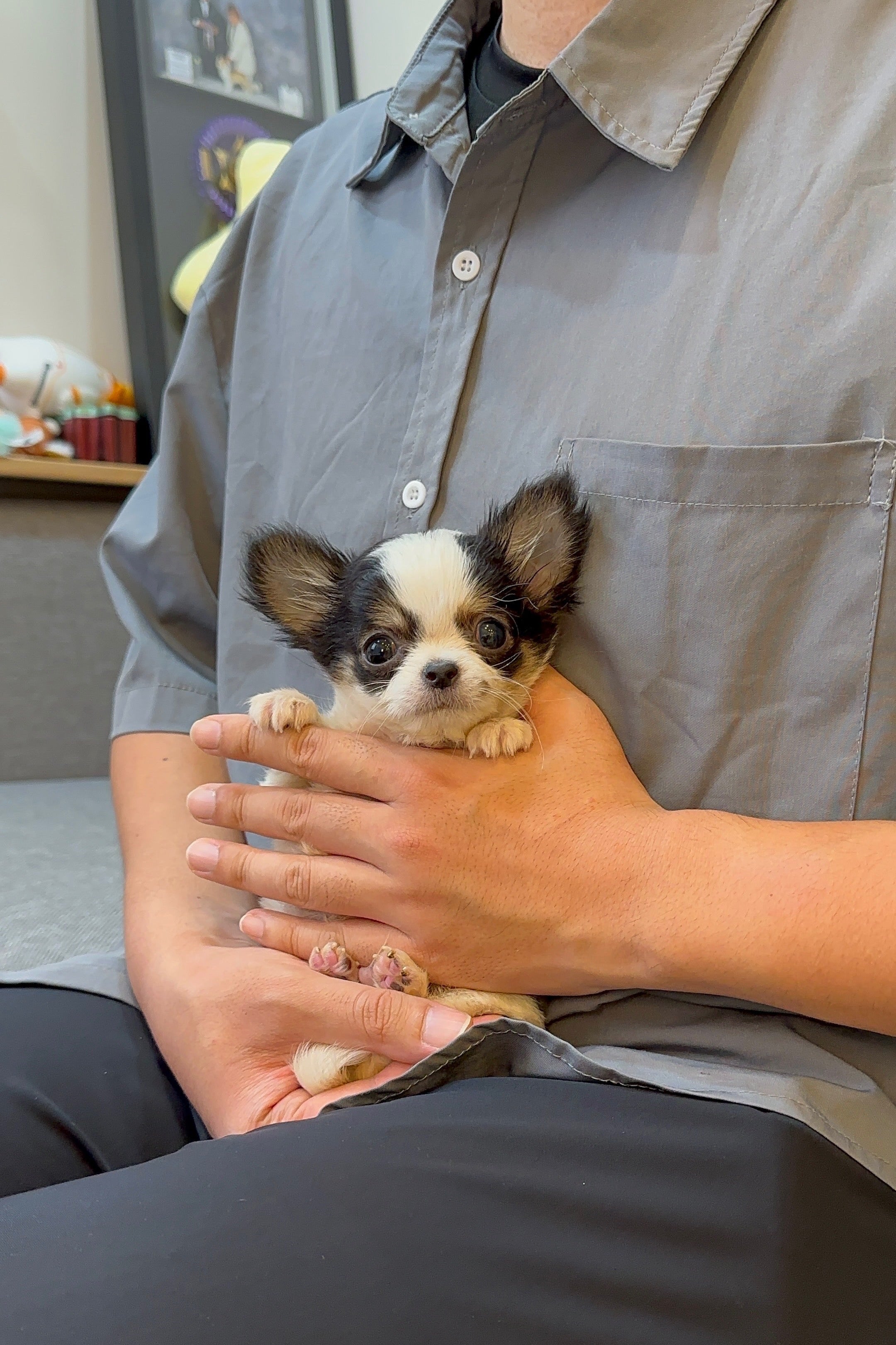 KOON - MALE (CHIHUAHUA)