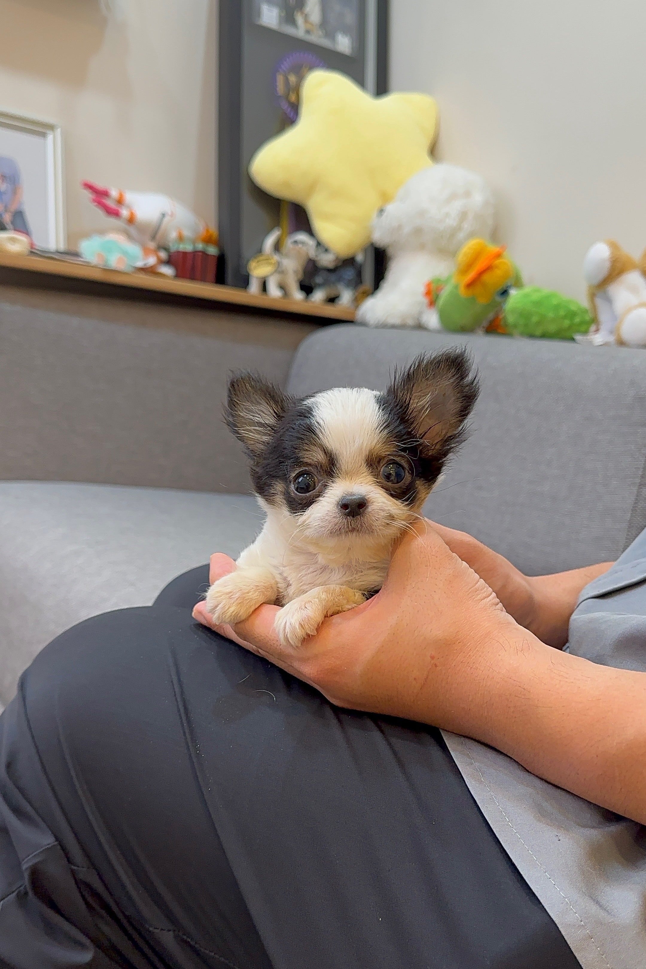 KOON - MALE (CHIHUAHUA)