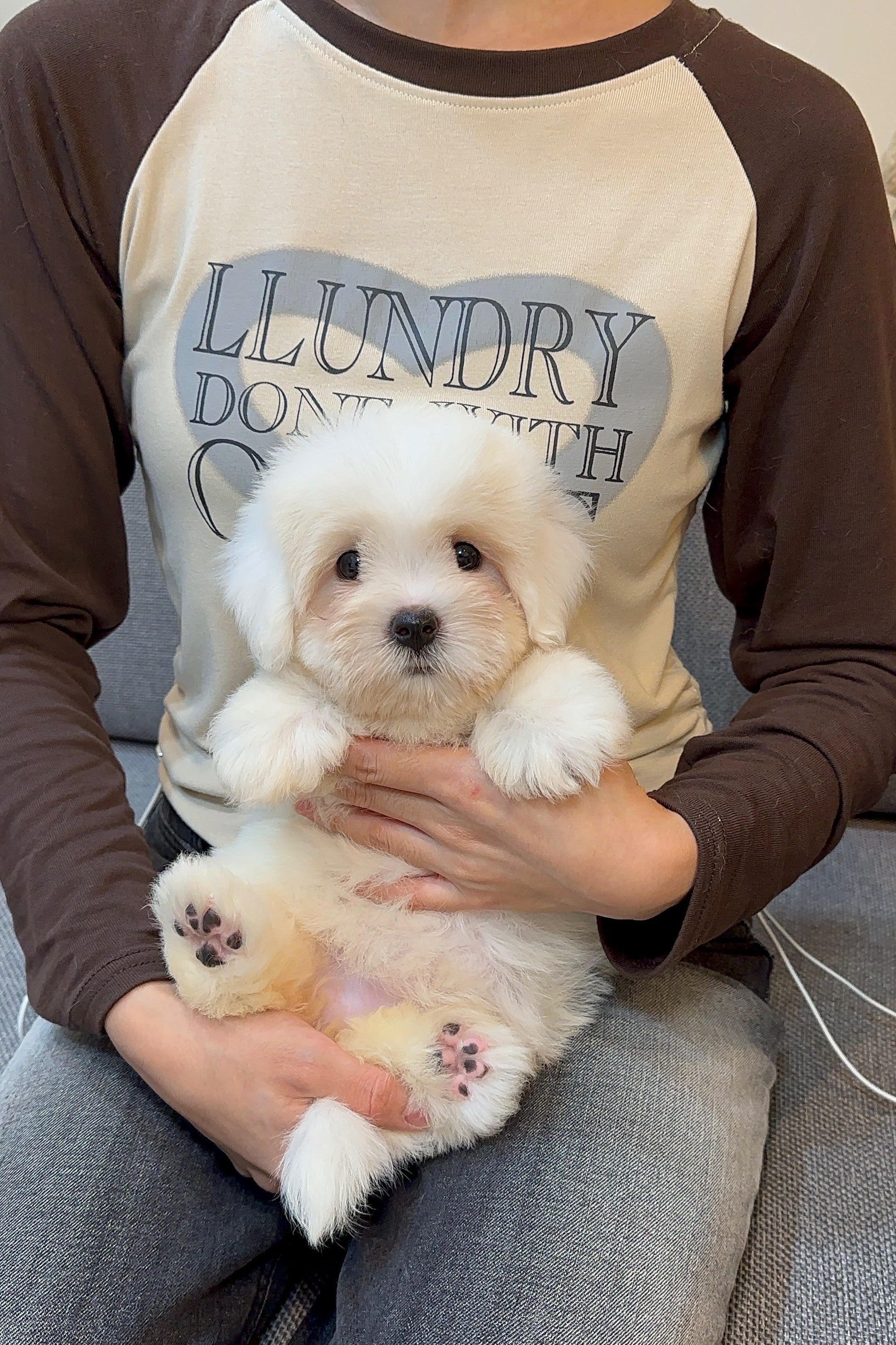 NANA - FEMALE (COTON DE TULEAR)