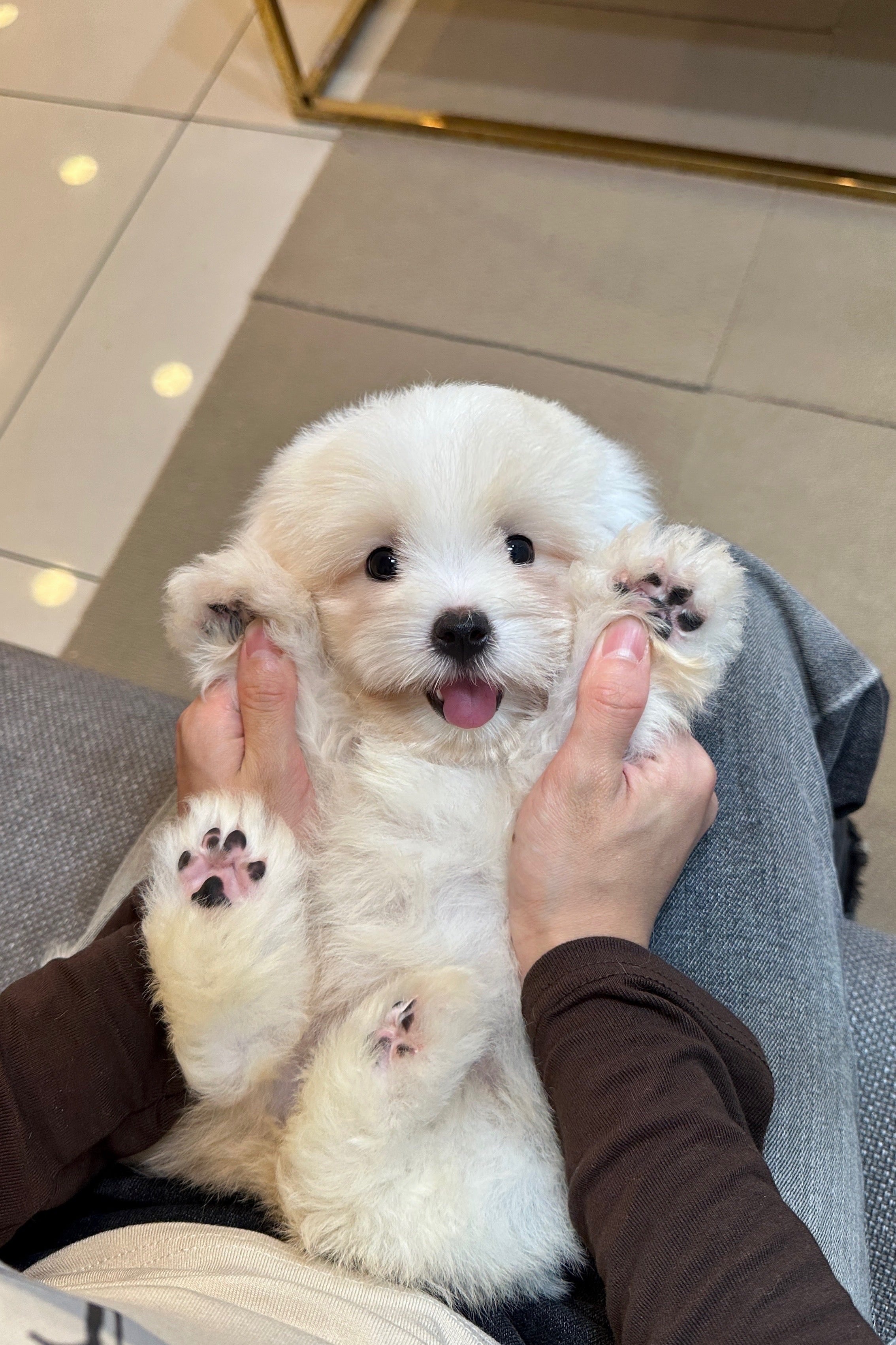 NANA - FEMALE (COTON DE TULEAR)