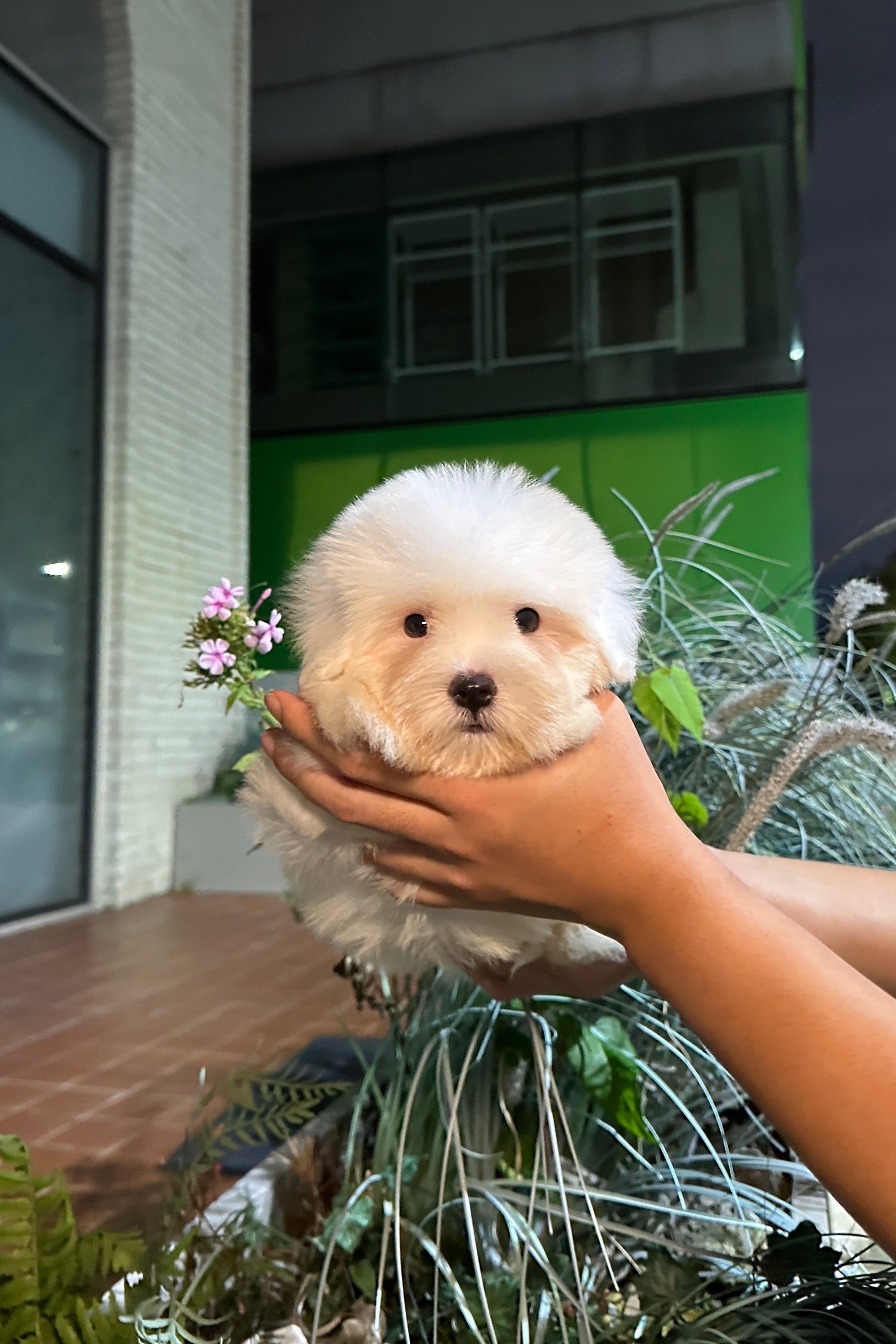 TUBBY - MALE (COTON DE TULEAR)