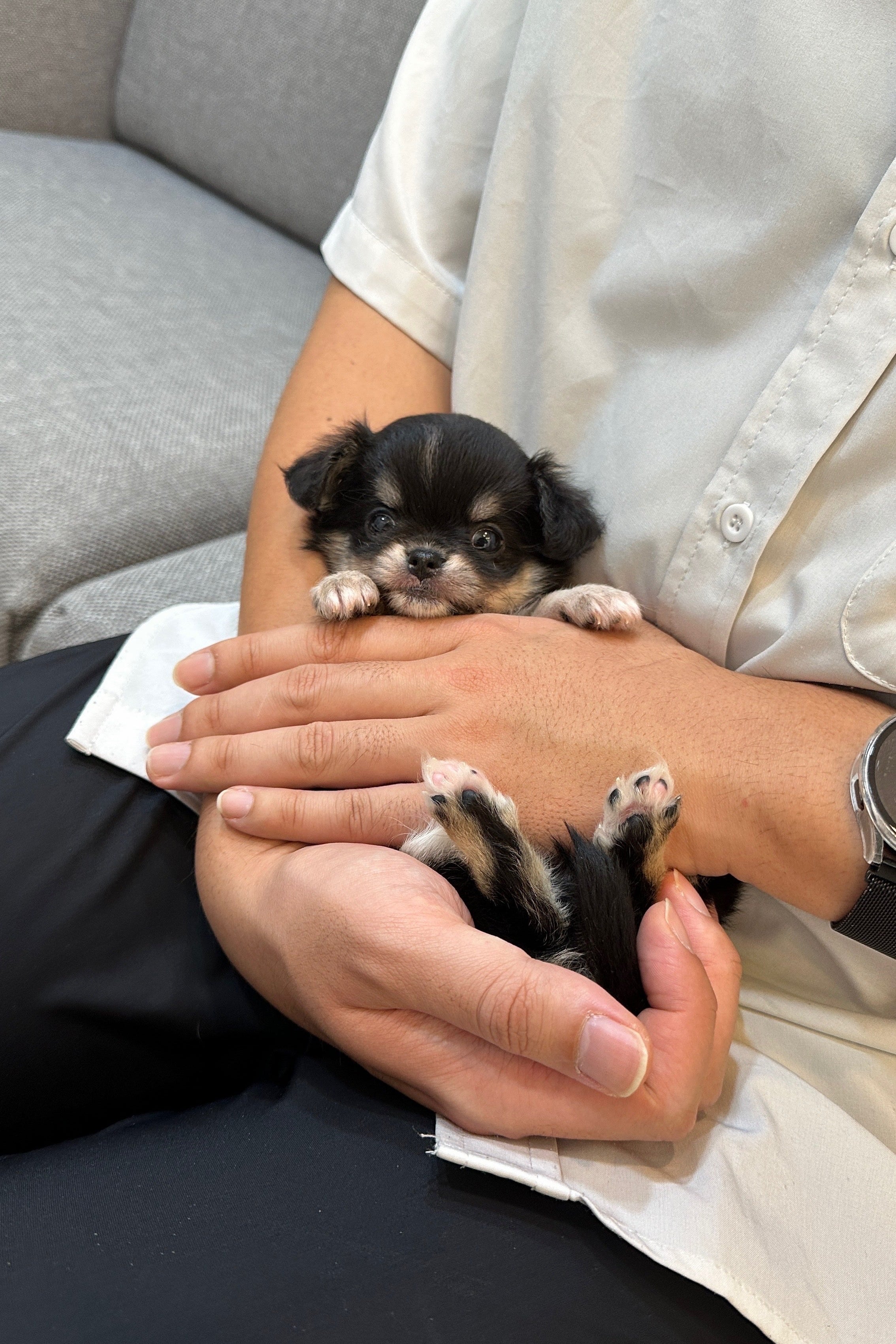 MOANA - FEMALE (CHIHUAHUA)