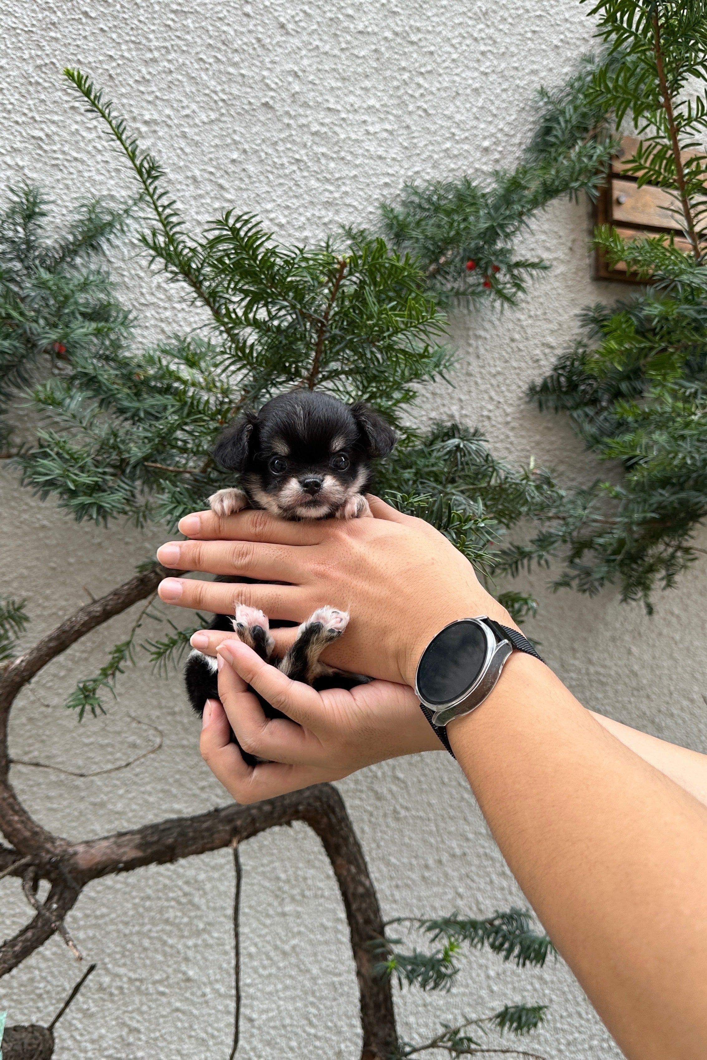 MOANA - FEMALE (CHIHUAHUA)