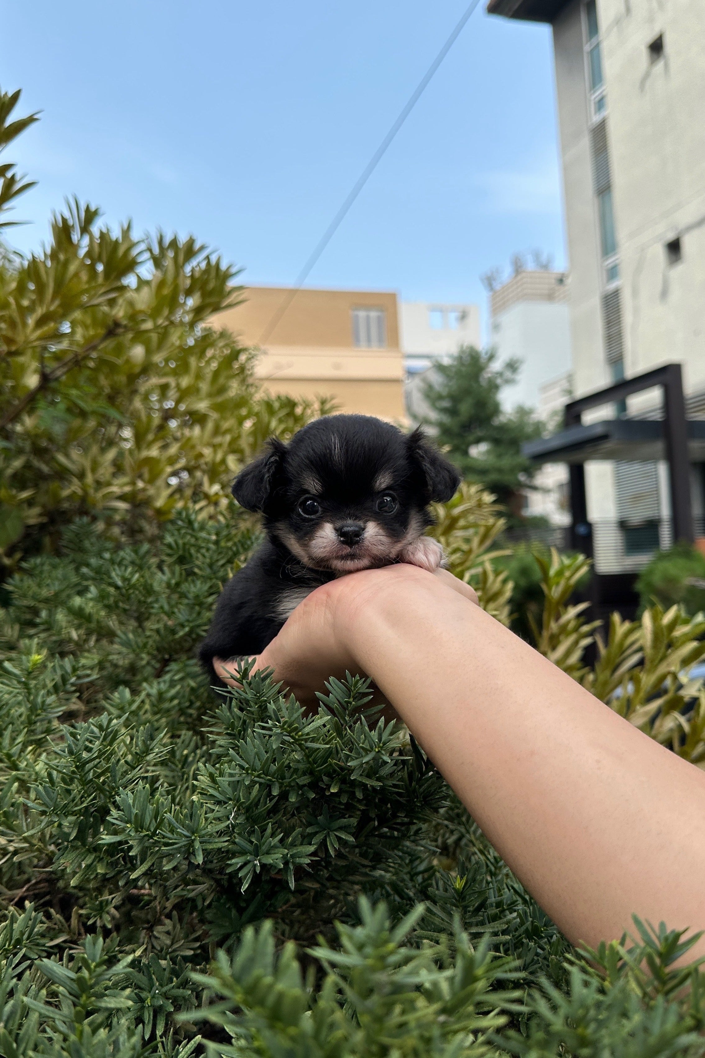 MOANA - FEMALE (CHIHUAHUA)