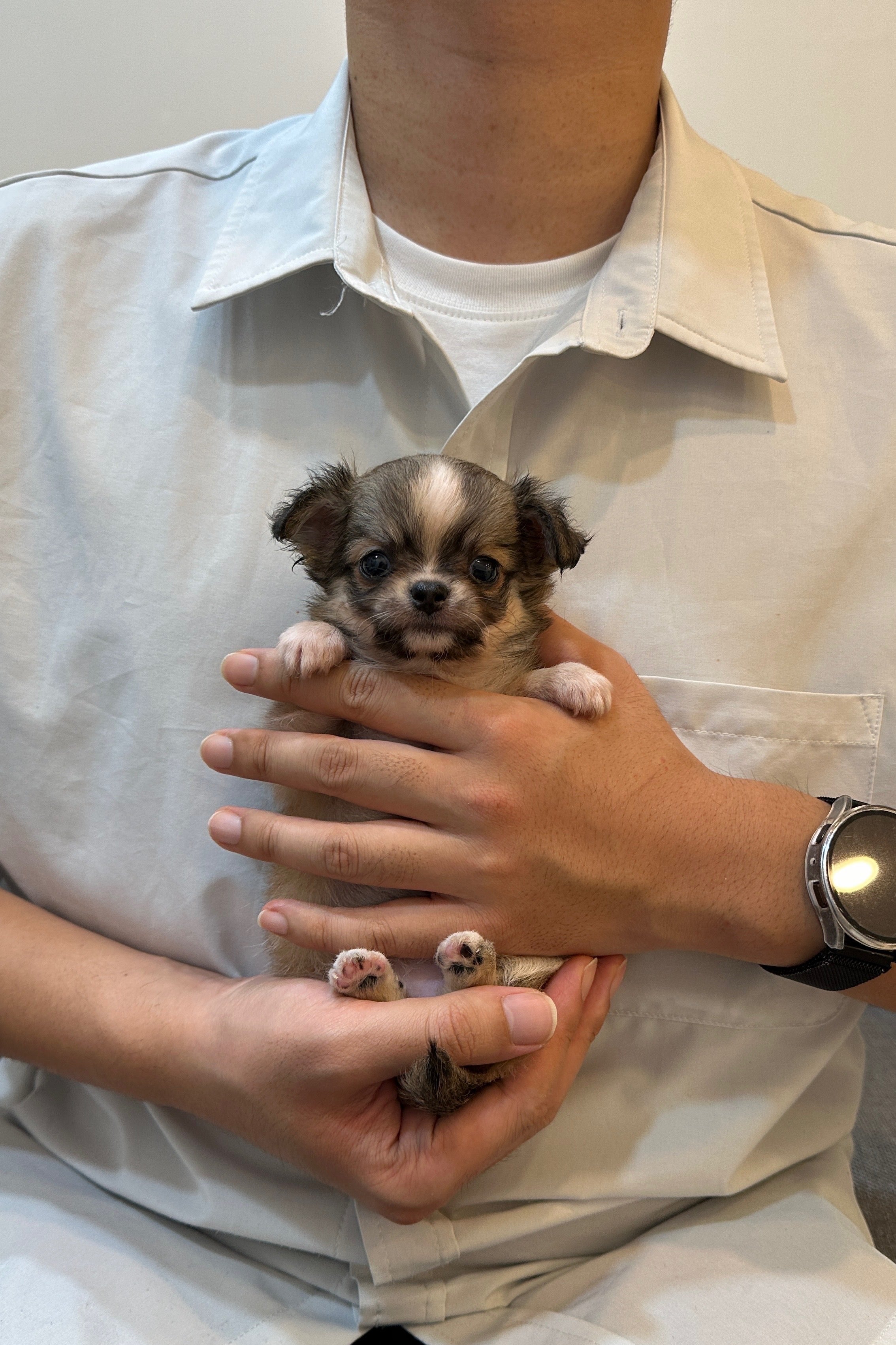 JASMINE - FEMALE (CHIHUAHUA)