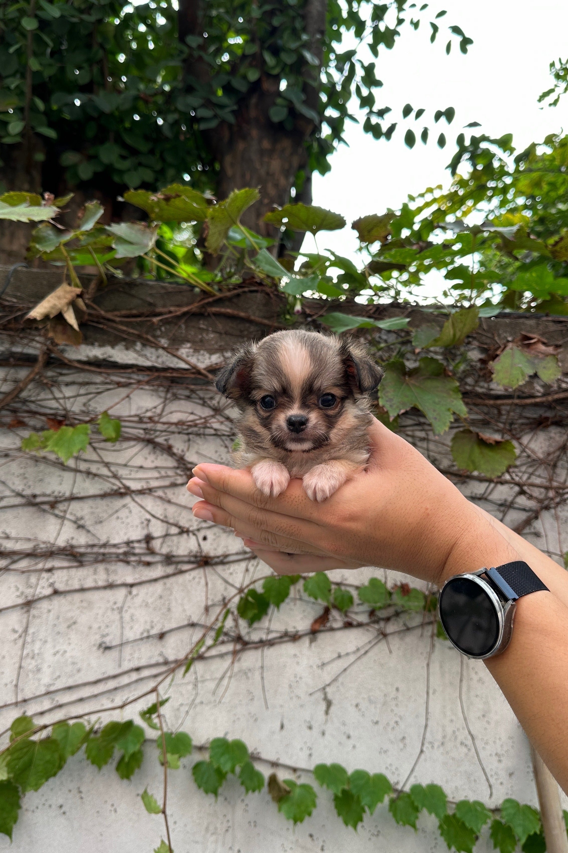 JASMINE - FEMALE (CHIHUAHUA)