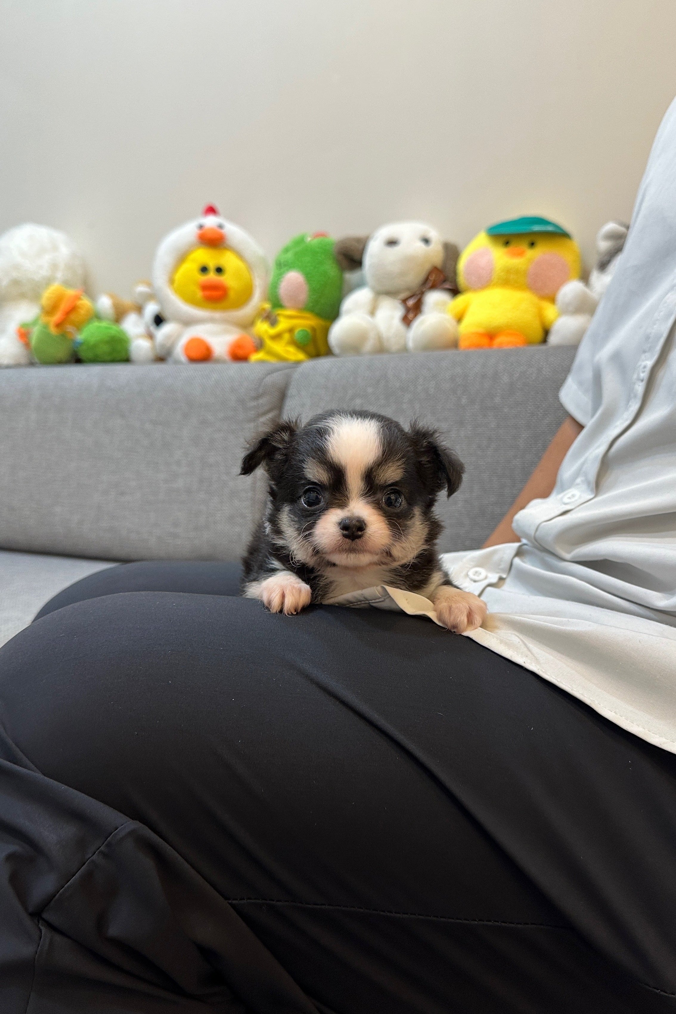 TIANA - FEMALE (CHIHUAHUA)